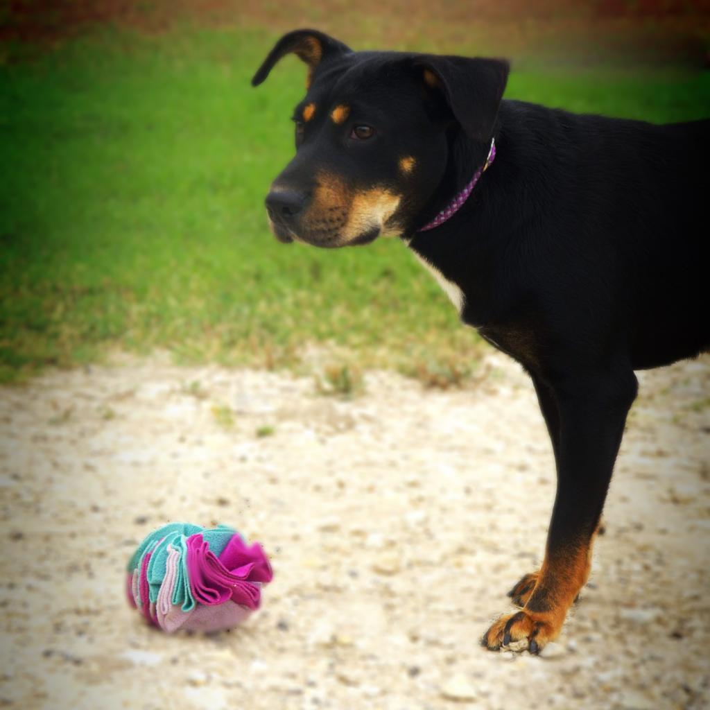 Enlarge Alice JuM*, a Adoptable mixed breed in Austin, TX image 4/6