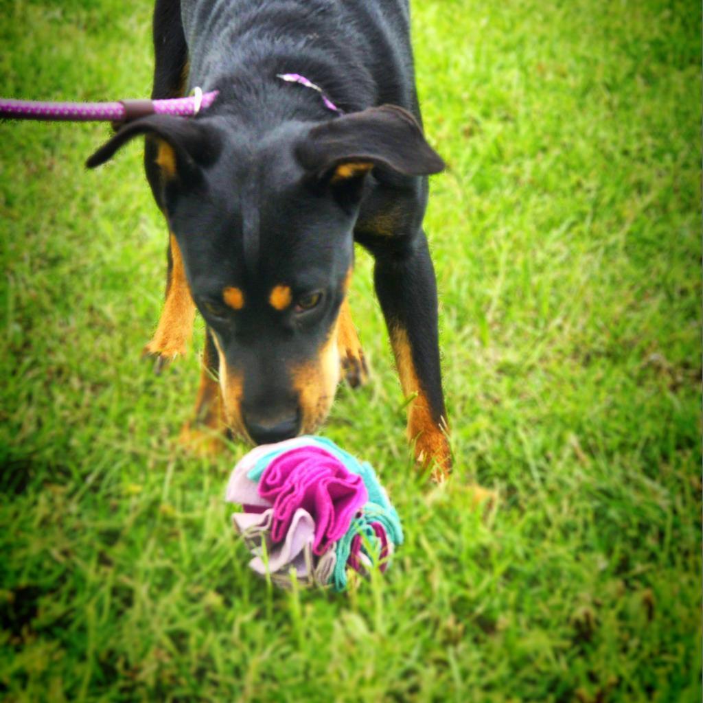 Enlarge Alice JuM*, a Adoptable mixed breed in Austin, TX image 5/6