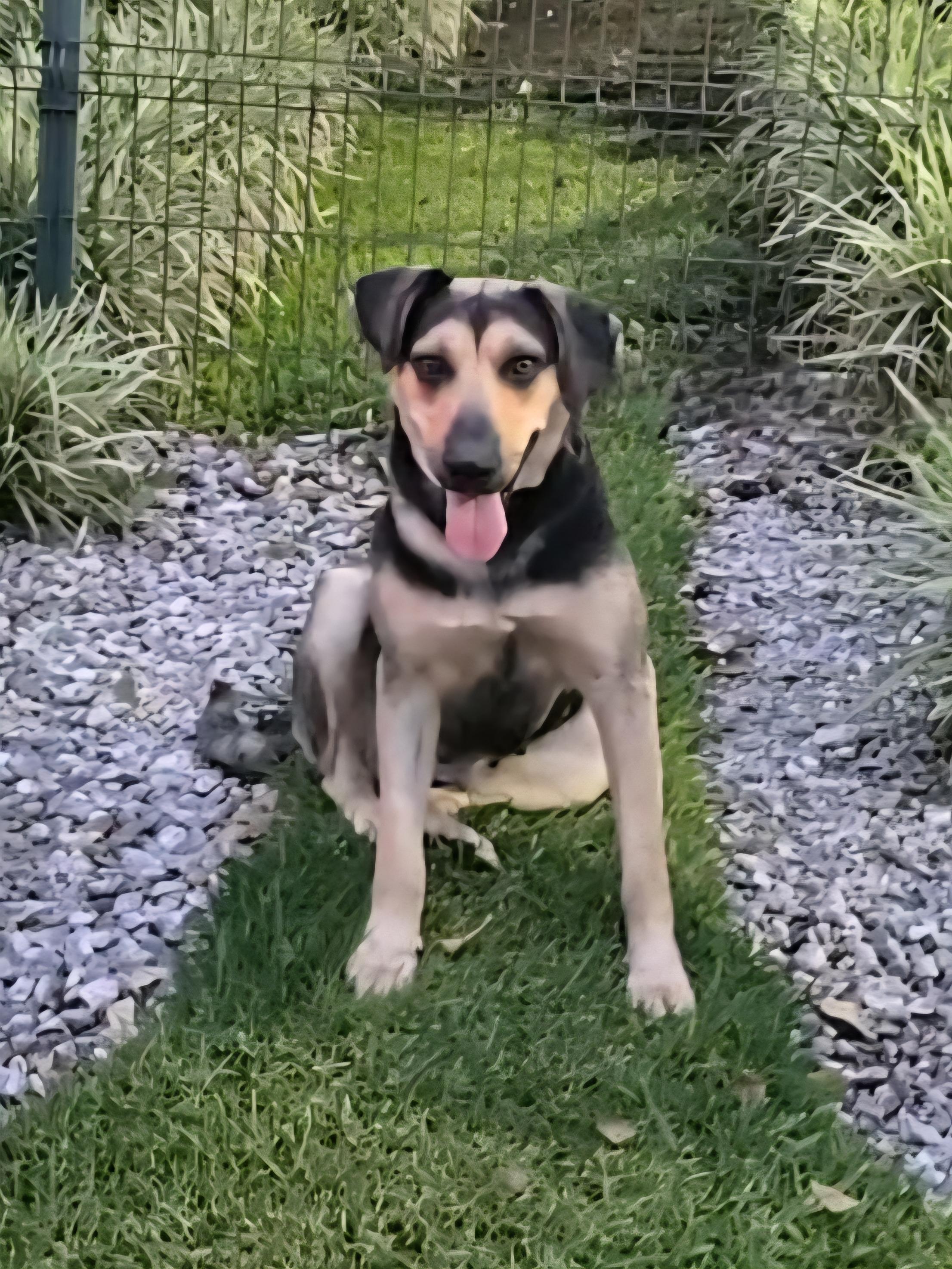 Julie, a Adopted mixed breed in San Francisco, CA image 1/4