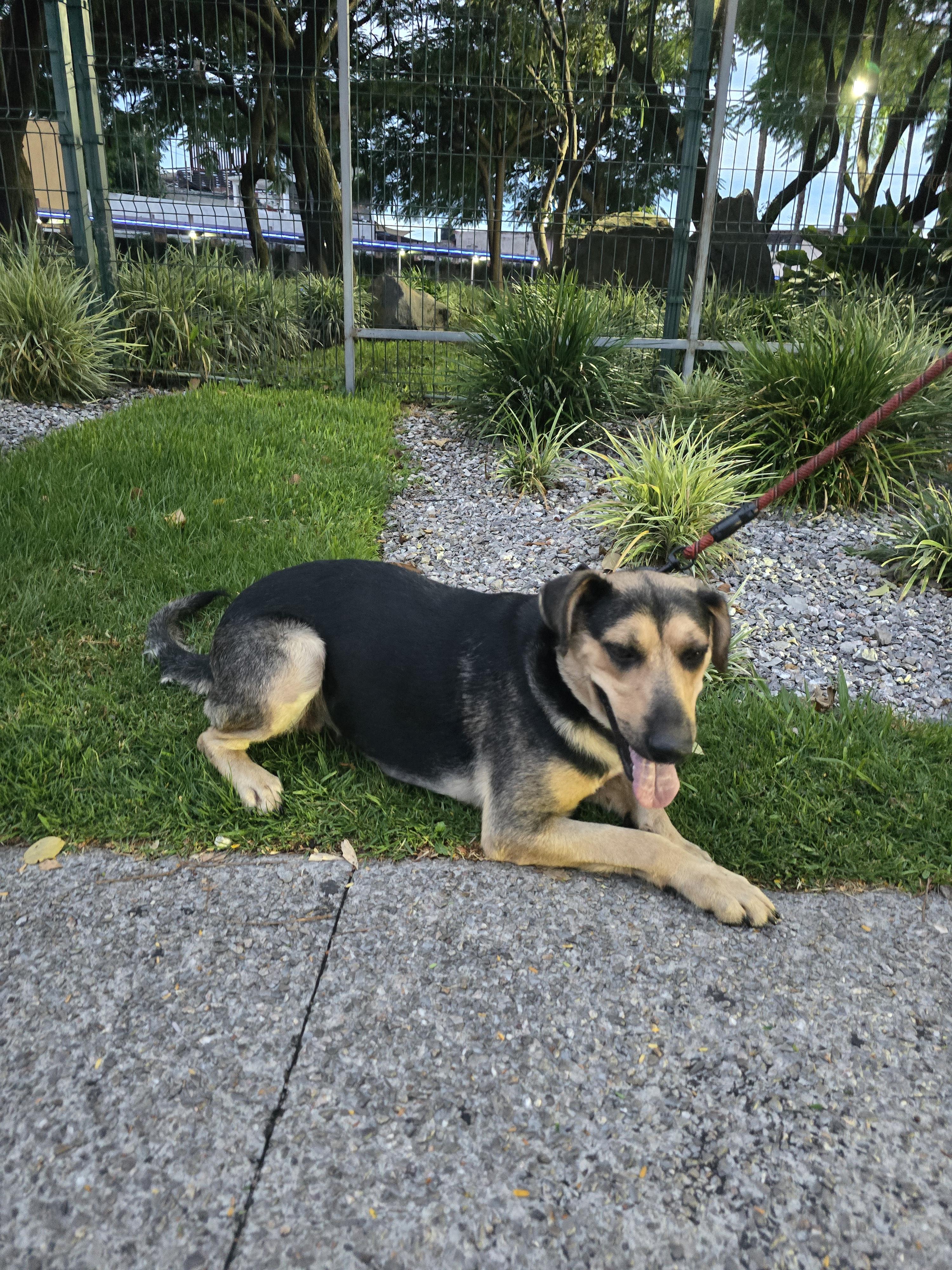Julie, a Adopted mixed breed in San Francisco, CA image 3/4