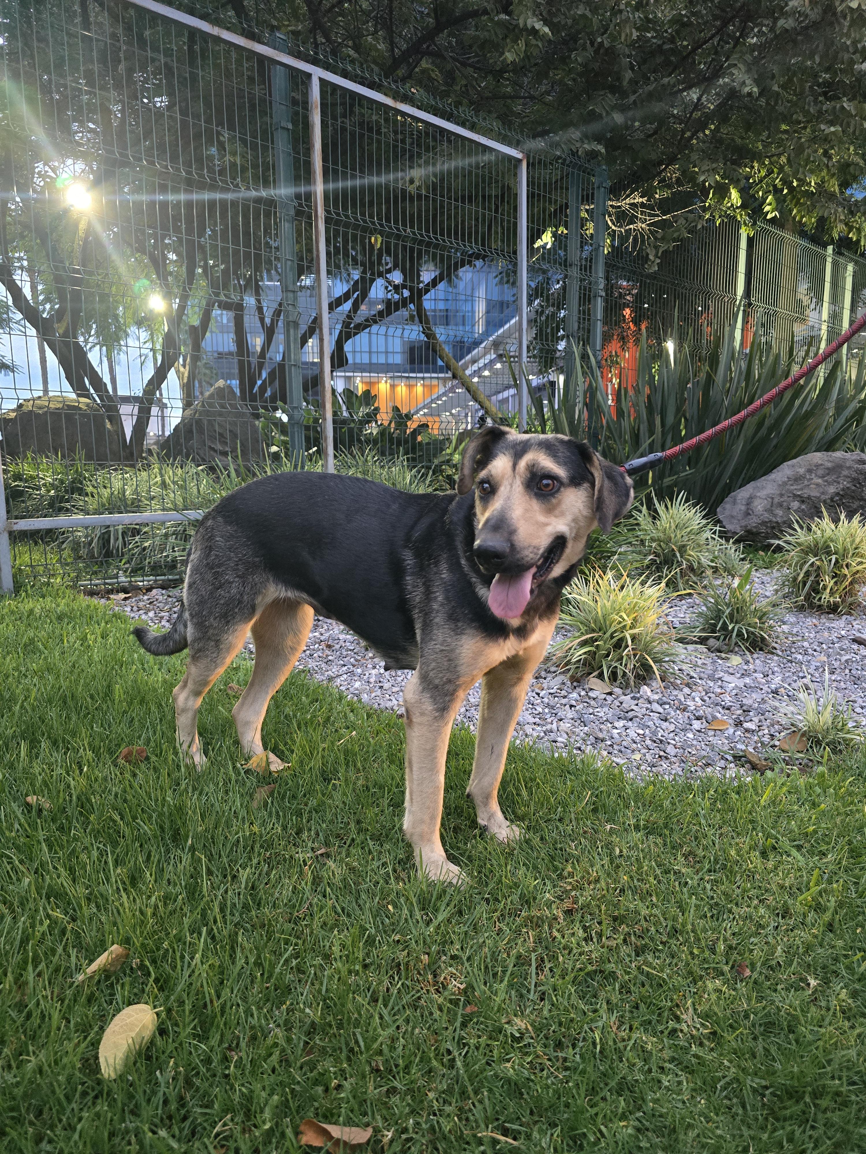 Julie, a Adopted mixed breed in San Francisco, CA image 4/4