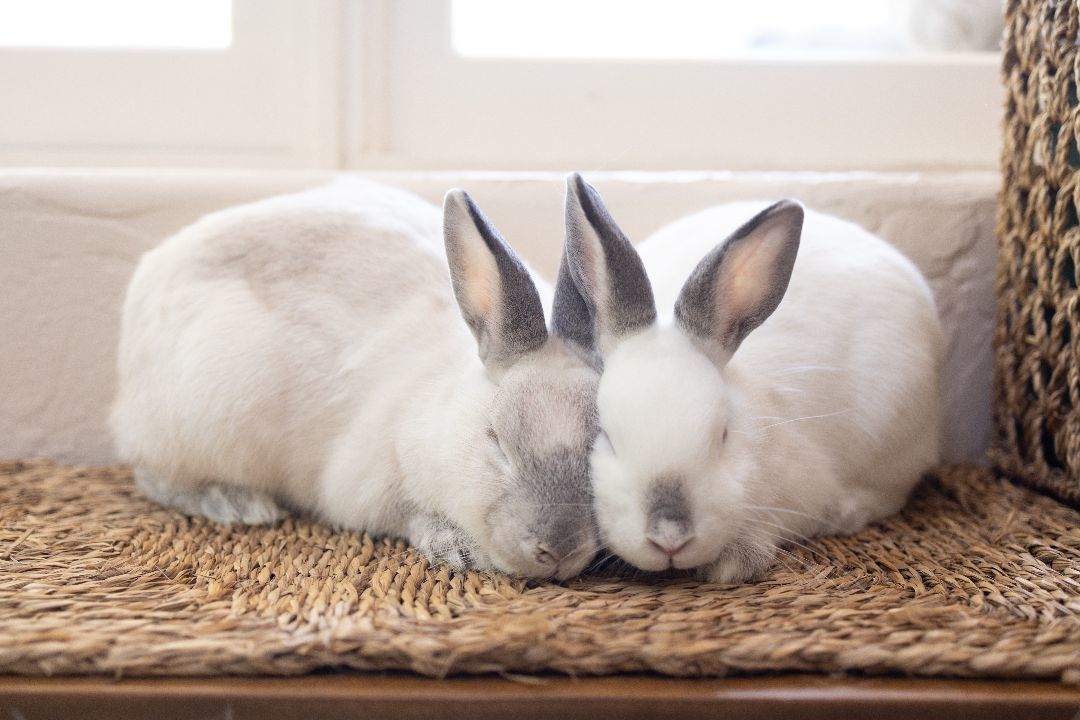 Finneas, Adoptable, Adult Male Himalayan.