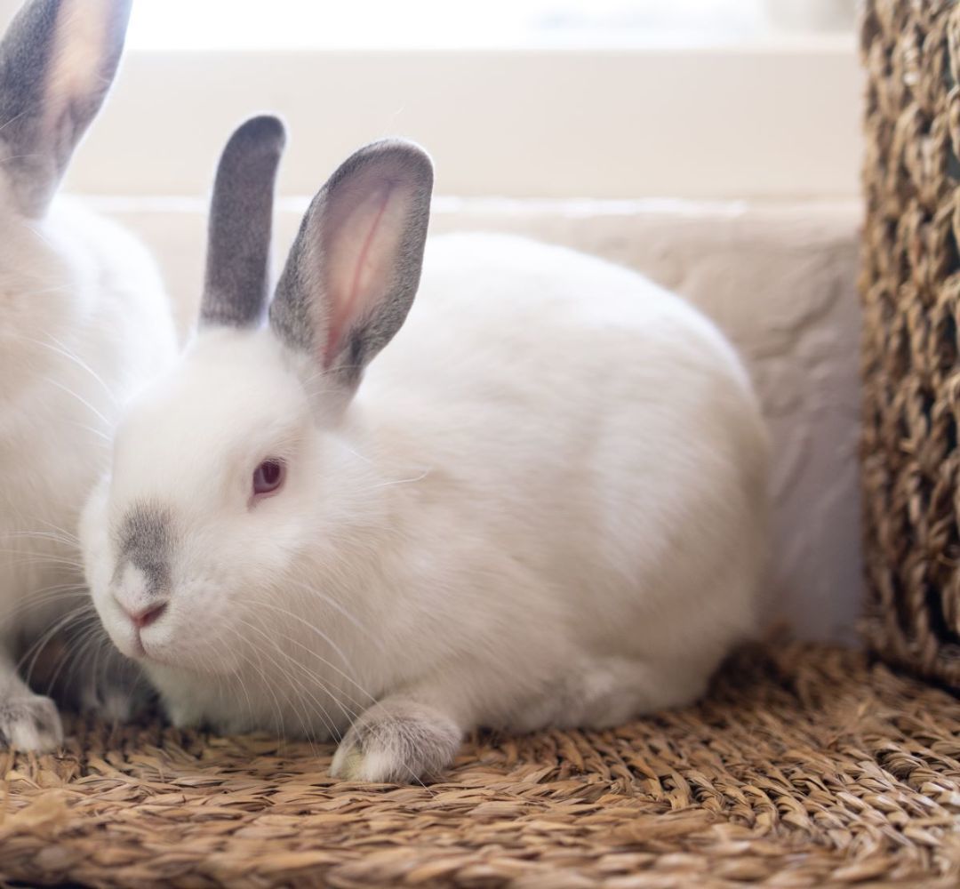 Finneas, a Adoptable mixed breed in Los Angeles, CA image 2/2