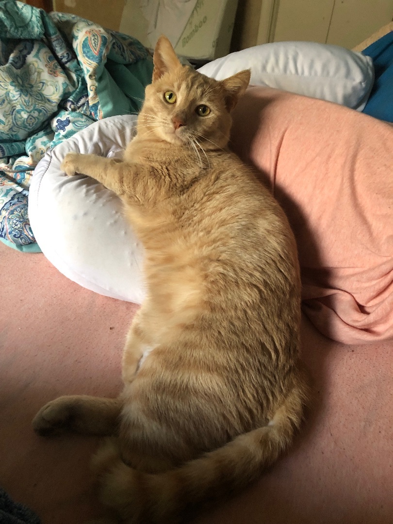 Enlarge Tim, a Adopted Domestic Short Hair in Kannapolis, NC image 4/6