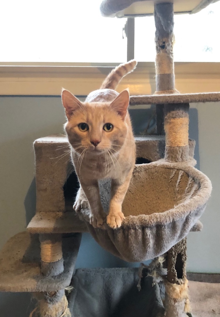 Enlarge Tim, a Adopted Domestic Short Hair in Kannapolis, NC image 5/6