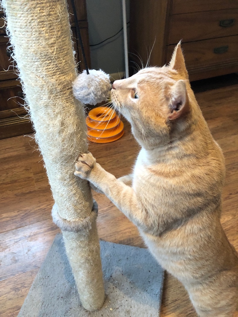 Enlarge Tim, a Adopted Domestic Short Hair in Kannapolis, NC image 3/6