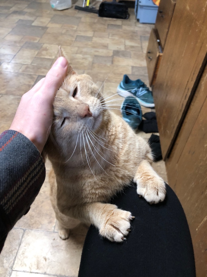 Enlarge Tim, a Adopted Domestic Short Hair in Kannapolis, NC image 2/6