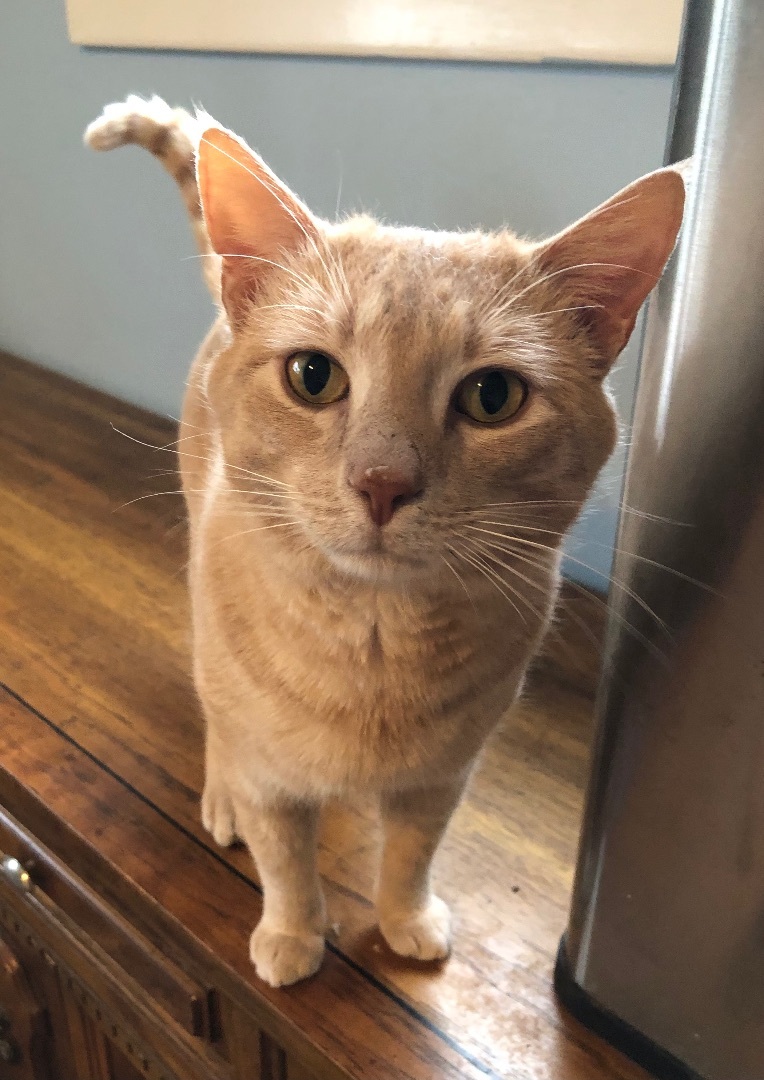 Enlarge Tim, a Adopted Domestic Short Hair in Kannapolis, NC image 1/6