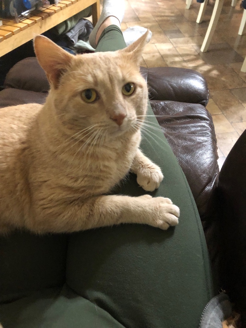 Enlarge Tim, a Adopted Domestic Short Hair in Kannapolis, NC image 6/6