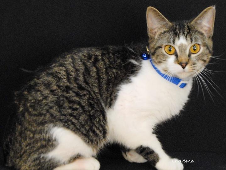 Wabi Sabi, Adoptable, Young Male Tabby.