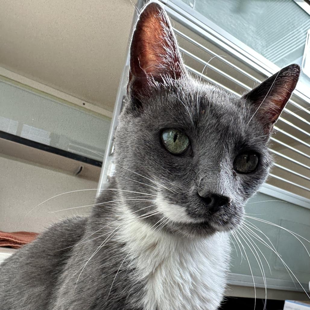 Charlett, Adoptable, Senior Female Domestic Short Hair.