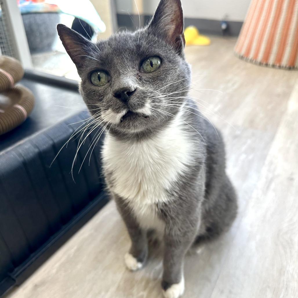 Enlarge Charolette, a Adoptable Domestic Short Hair in Durango, CO image 2/5