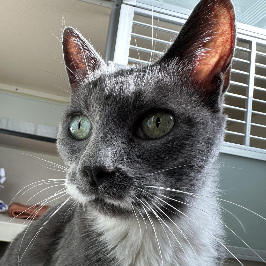 Enlarge Charlett, a Adoptable Domestic Short Hair in Durango, CO image 2/3