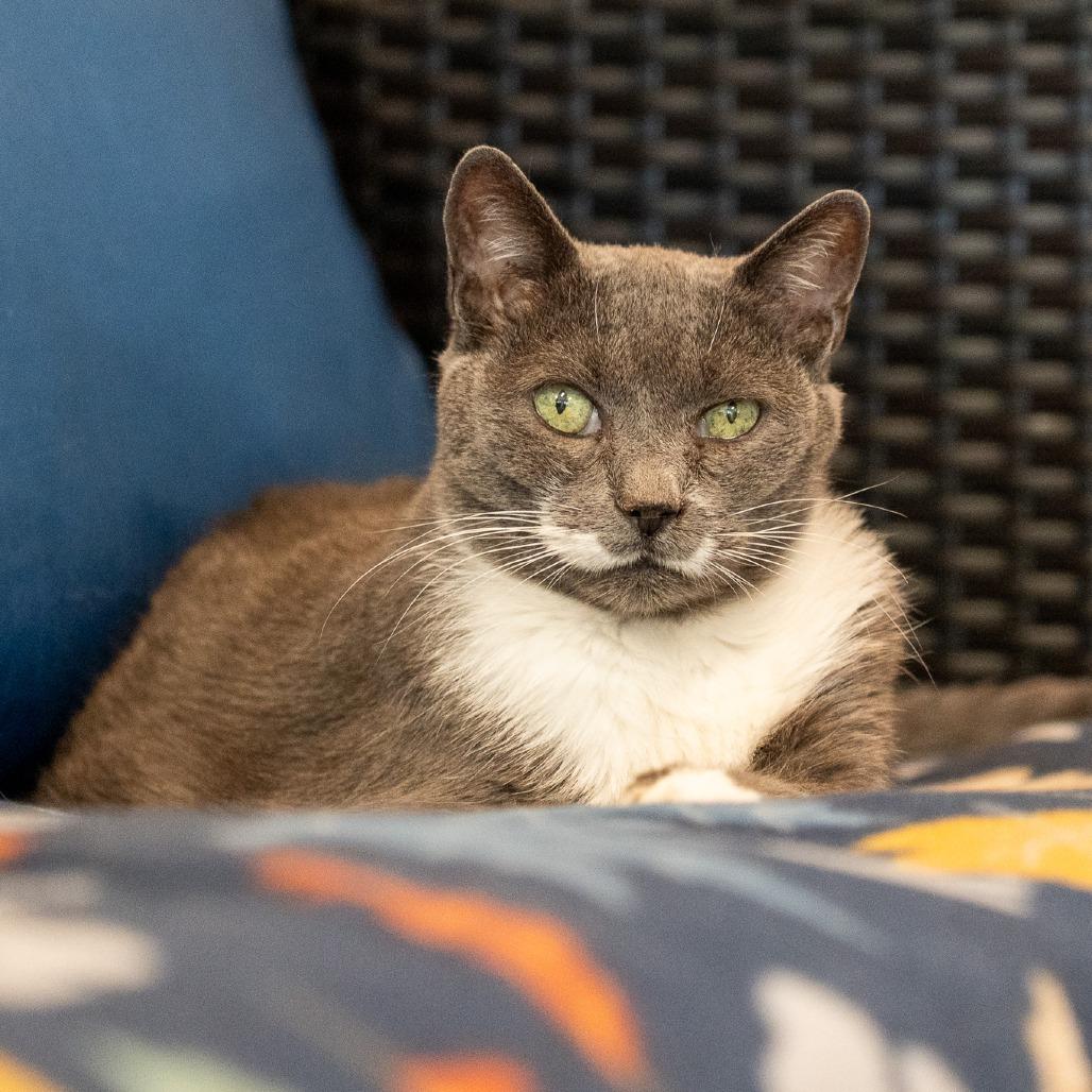 Enlarge Charolette, a Adoptable Domestic Short Hair in Durango, CO image 4/5