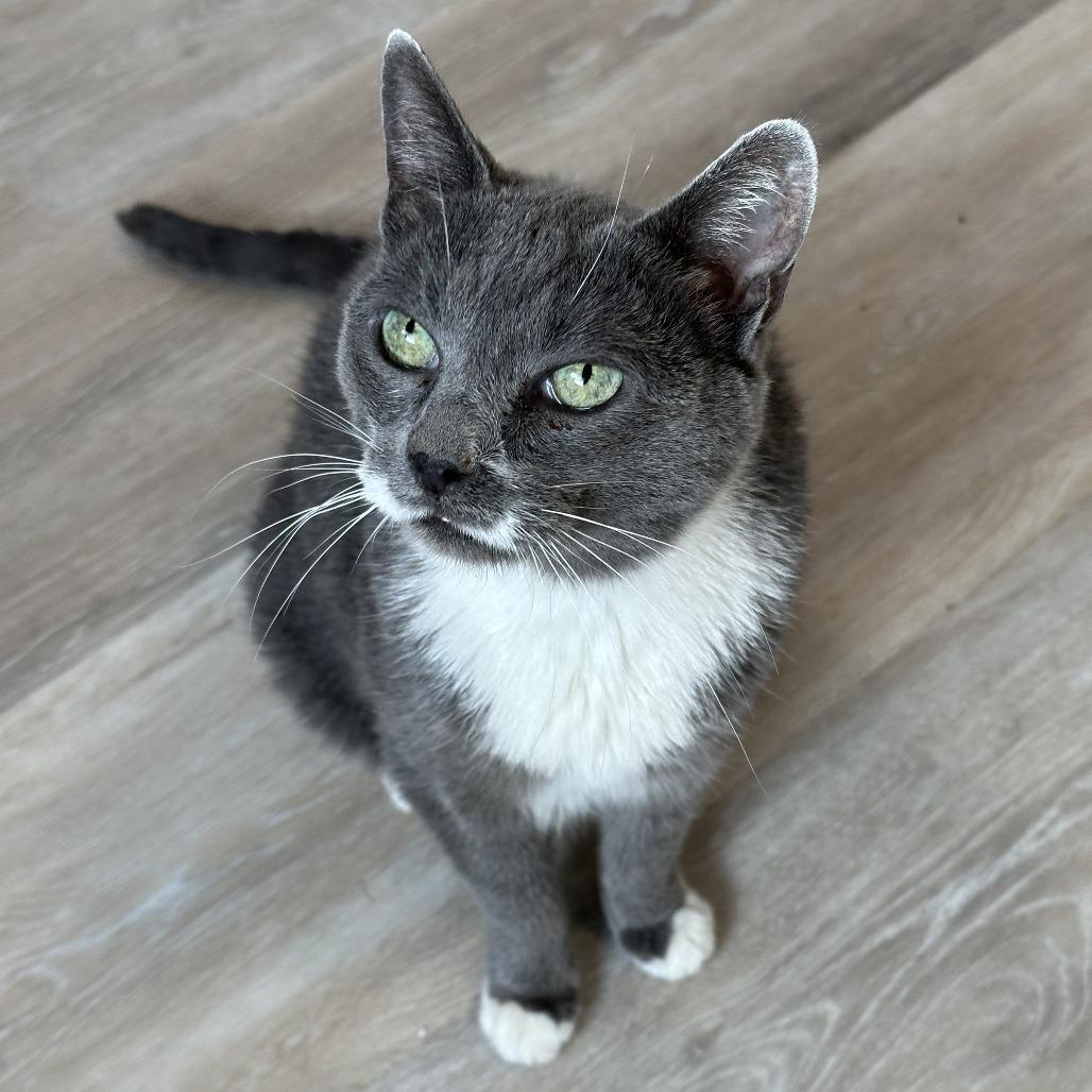 Enlarge Charlett, a Adoptable Domestic Short Hair in Durango, CO image 3/3