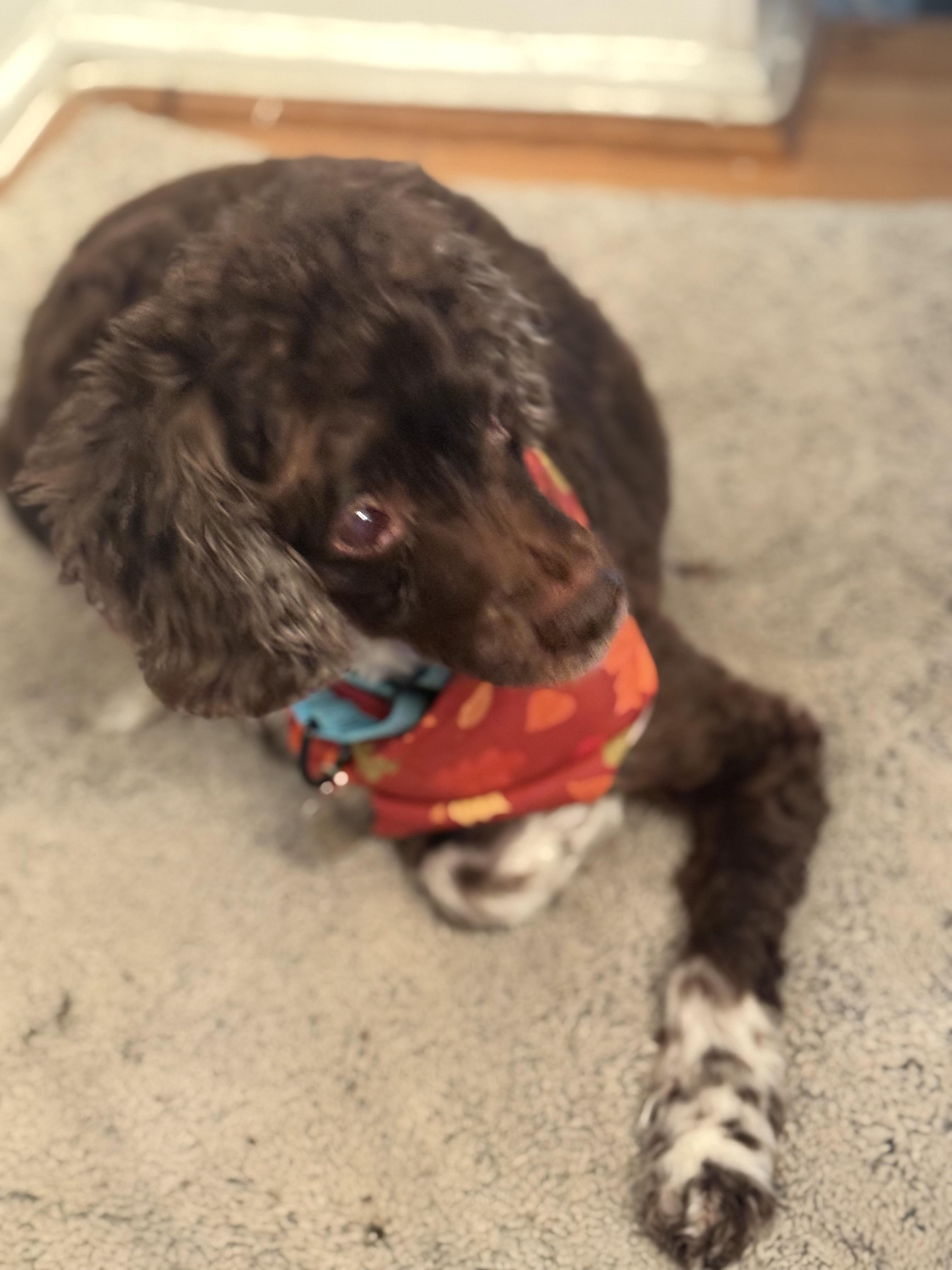 Nicholas, a ADOPTABLE Cockapoo in POTOMAC, MD image 1/4