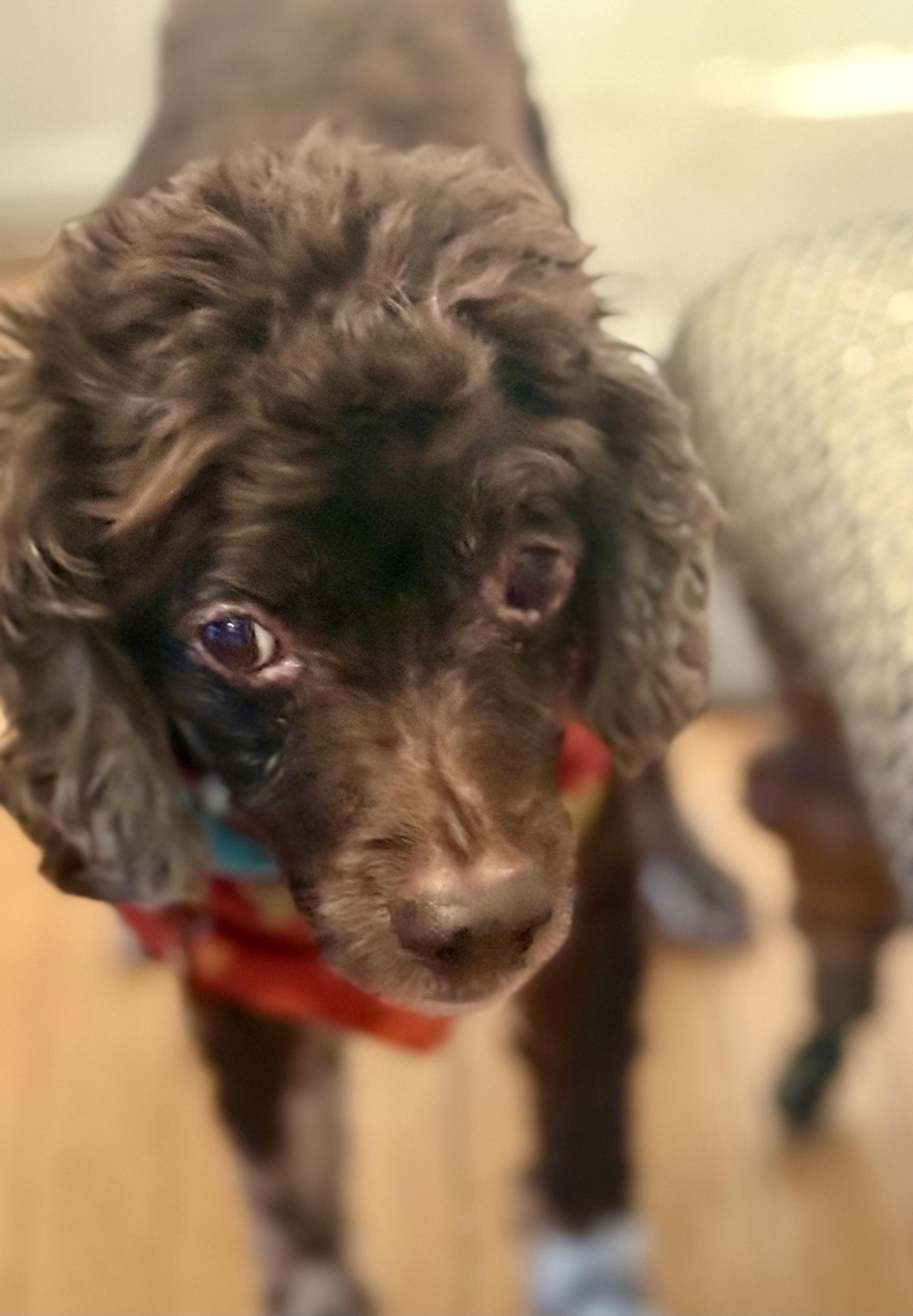 Nicholas, a ADOPTABLE Cockapoo in POTOMAC, MD image 2/4