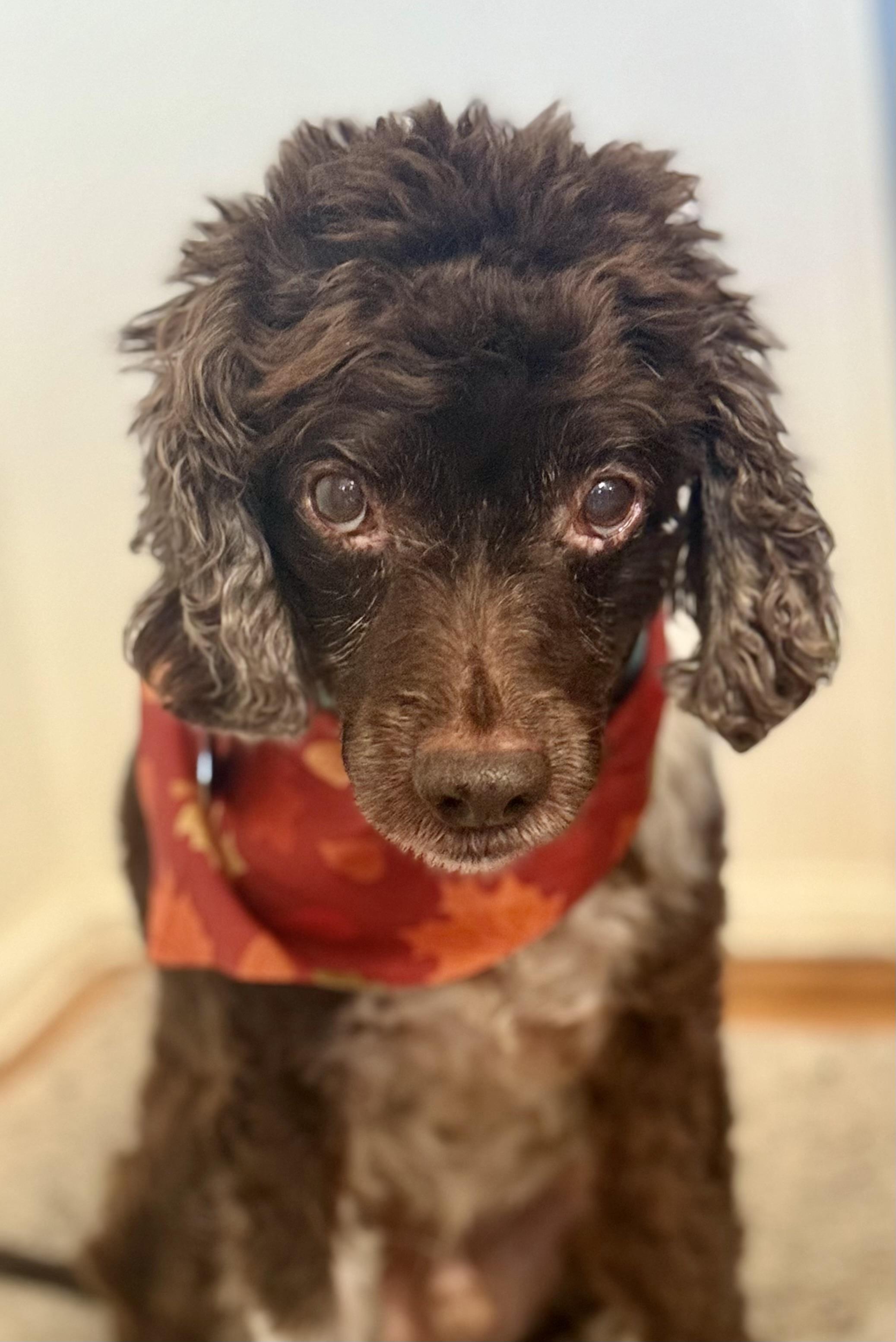 Nicholas, a ADOPTABLE Cockapoo in POTOMAC, MD image 3/4