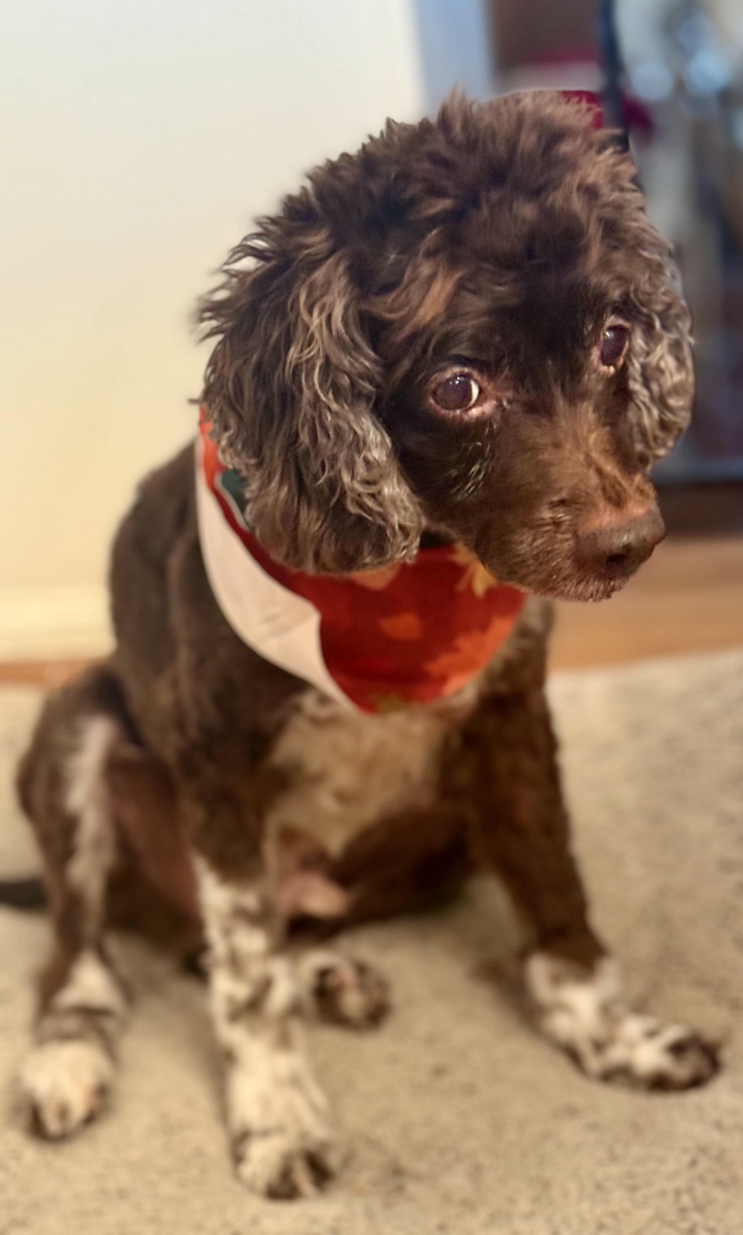 Nicholas, a ADOPTABLE Cockapoo in POTOMAC, MD image 4/4