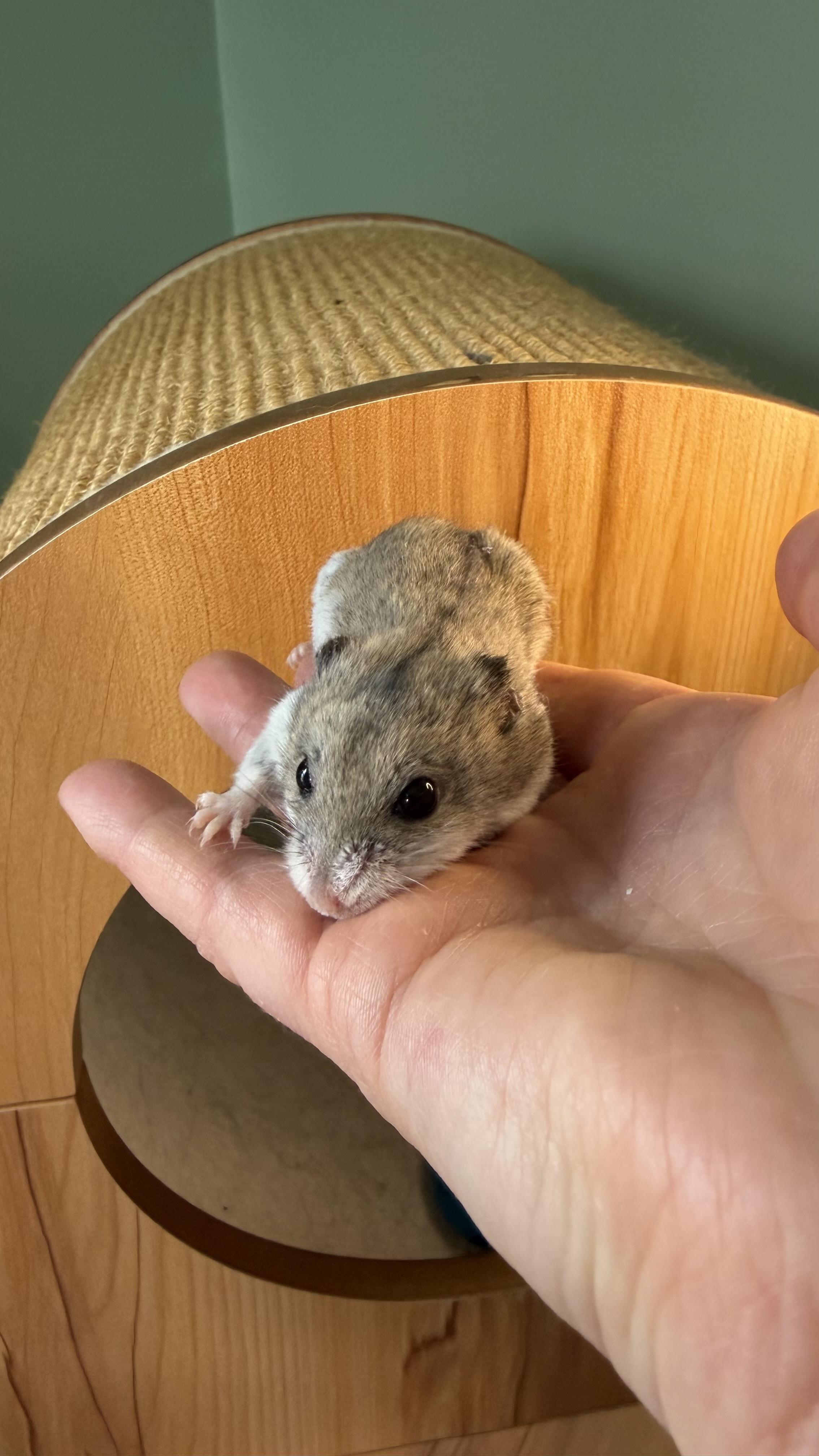 Enlarge Minnie, a ADOPTABLE Dwarf Hamster in ALBANY, NY image 2/4