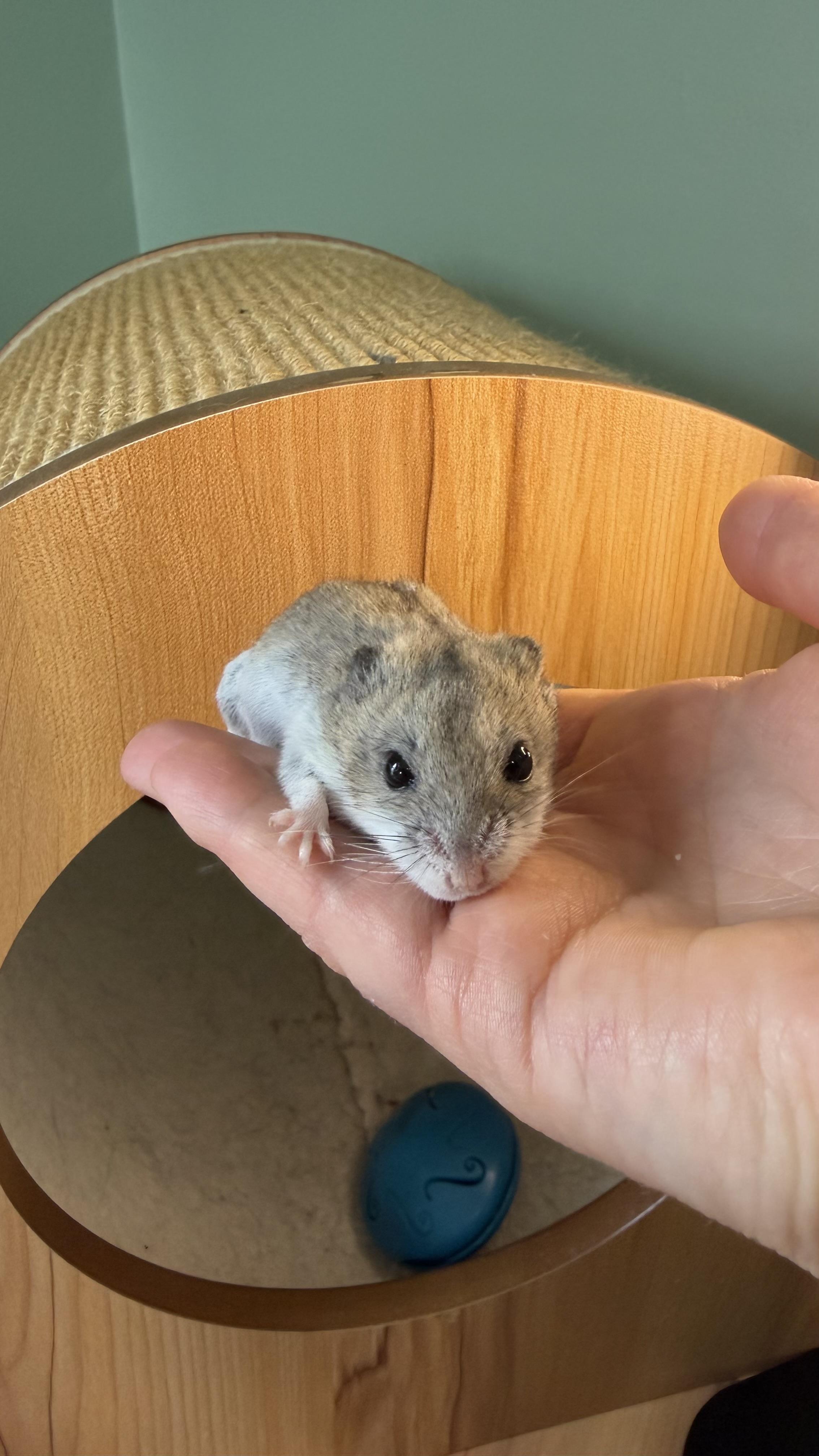 Enlarge Minnie, a ADOPTABLE Dwarf Hamster in ALBANY, NY image 4/4