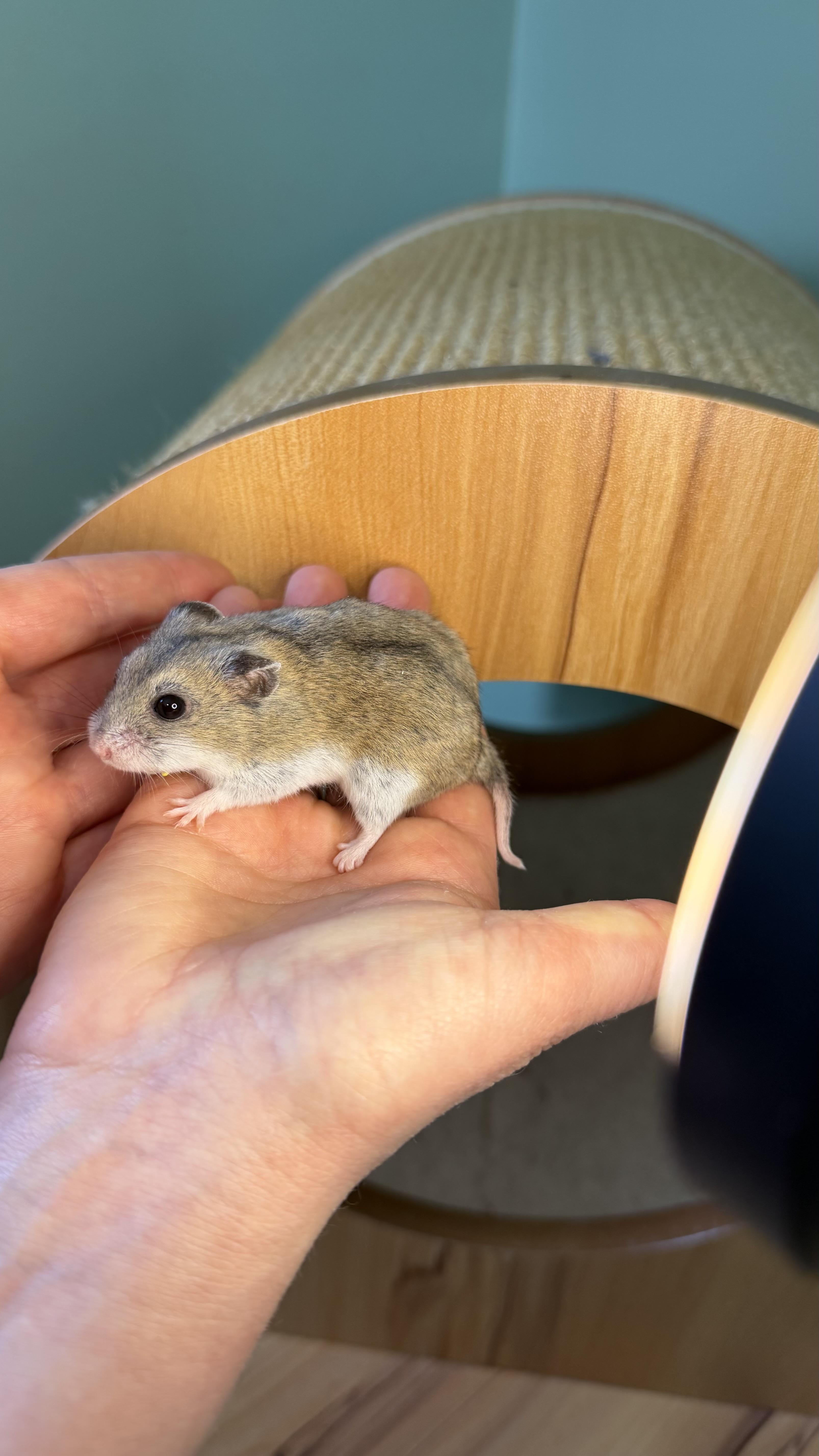 Minnie, ADOPTABLE, Young Female Dwarf Hamster.