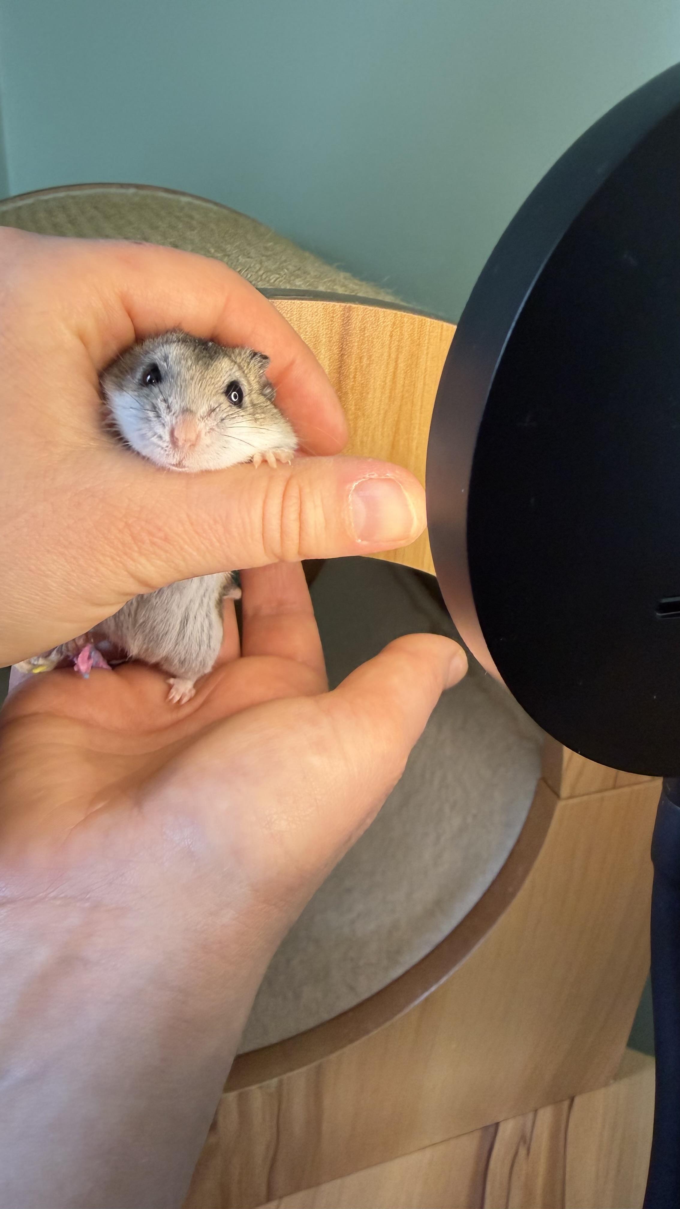 Enlarge Minnie, a ADOPTABLE Dwarf Hamster in ALBANY, NY image 3/4