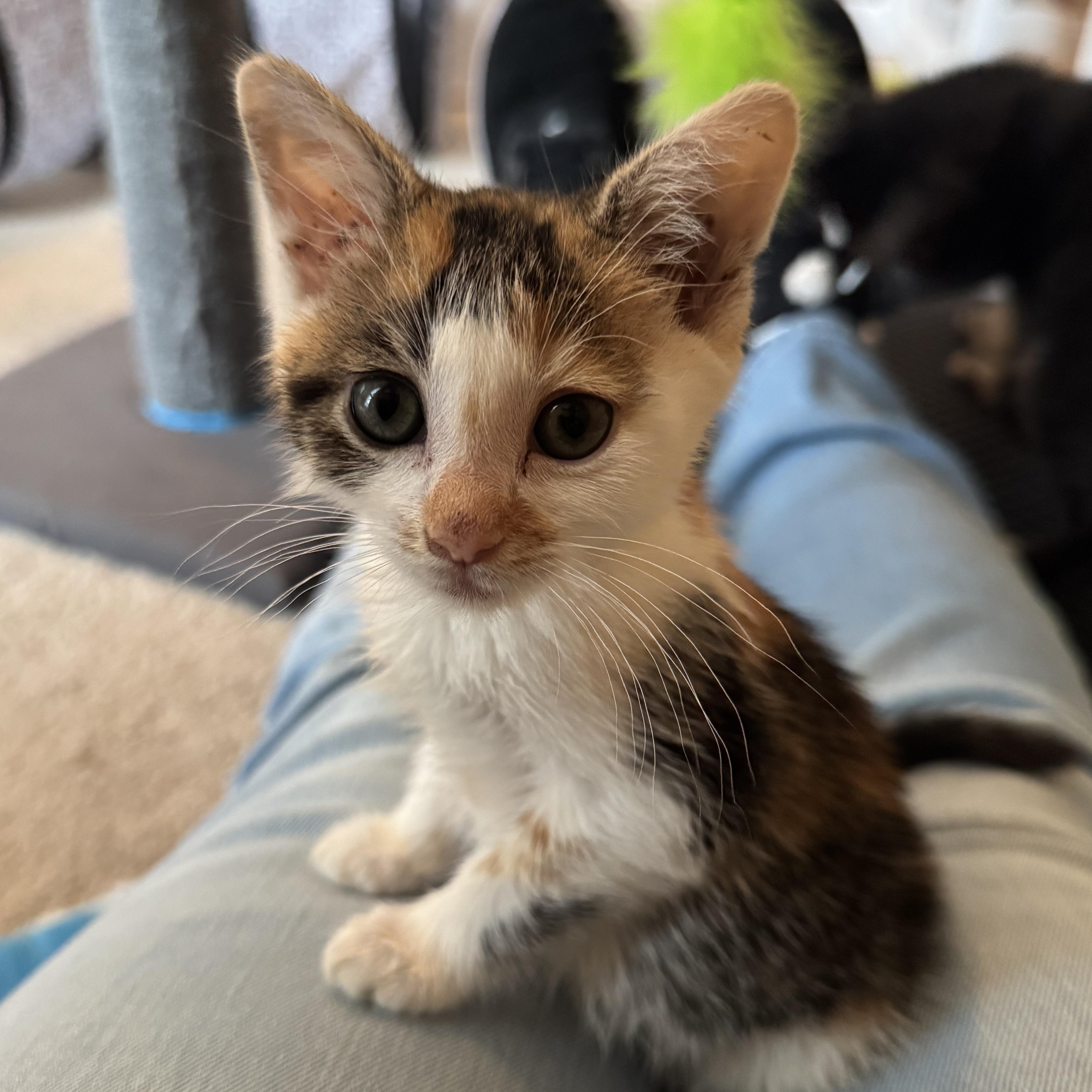 Maple, an adopted Domestic Short Hair in Murfreesboro, TN image 3/3