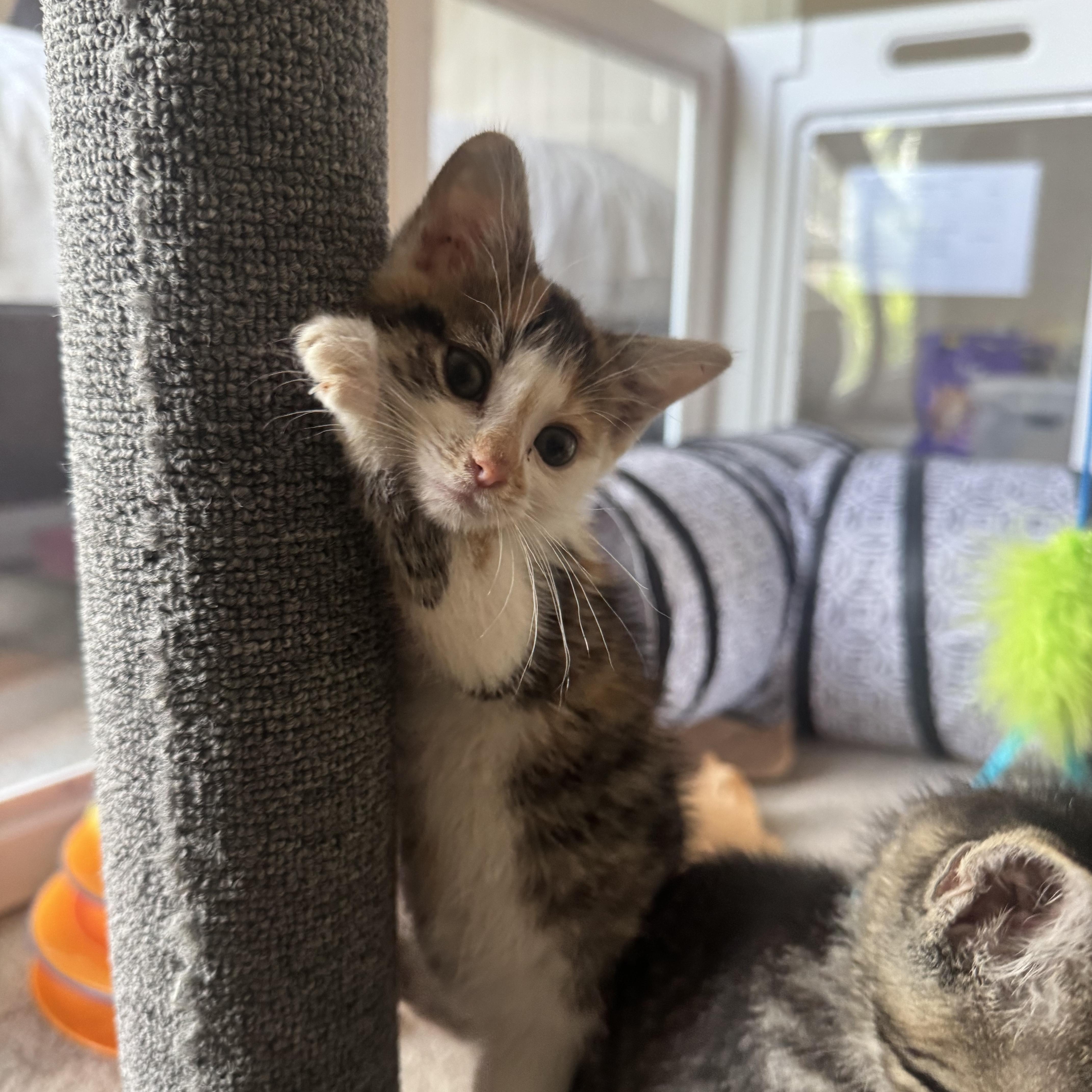 Maple, an adopted Domestic Short Hair in Murfreesboro, TN image 2/3