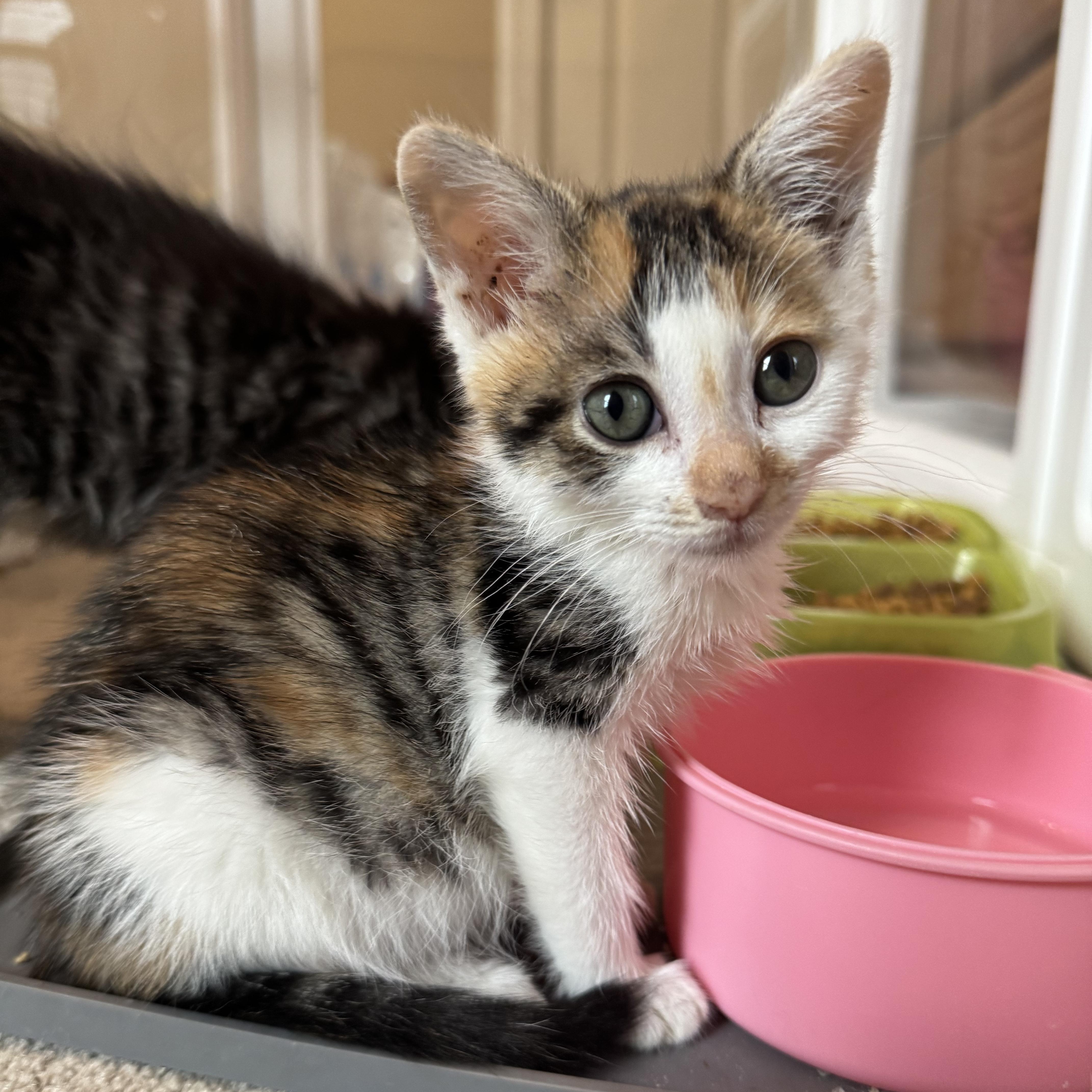 Maple, adopted, Kitten Female Domestic Short Hair.