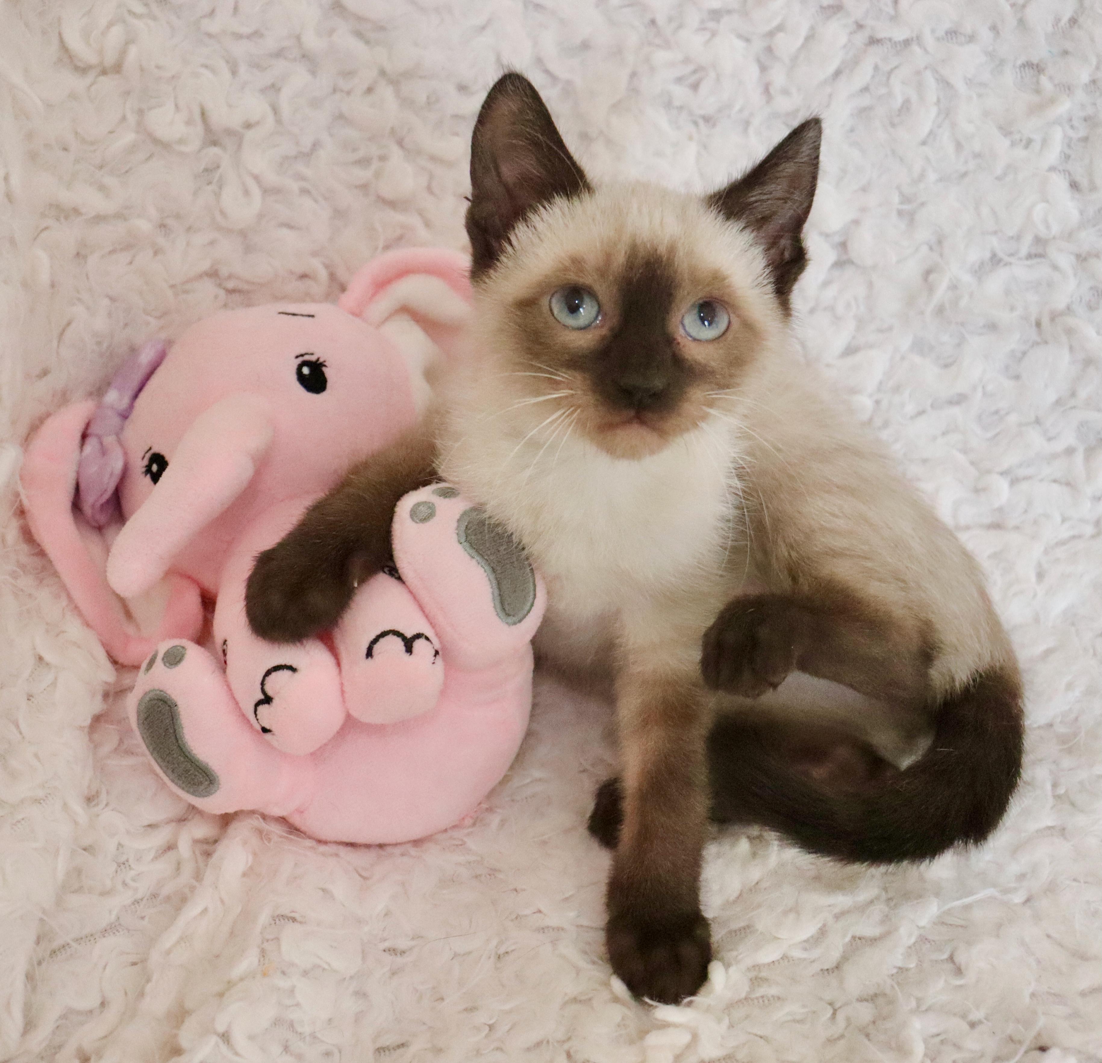 Enlarge Alana, an adopted mixed breed in Saint Augustine, FL image 6/6