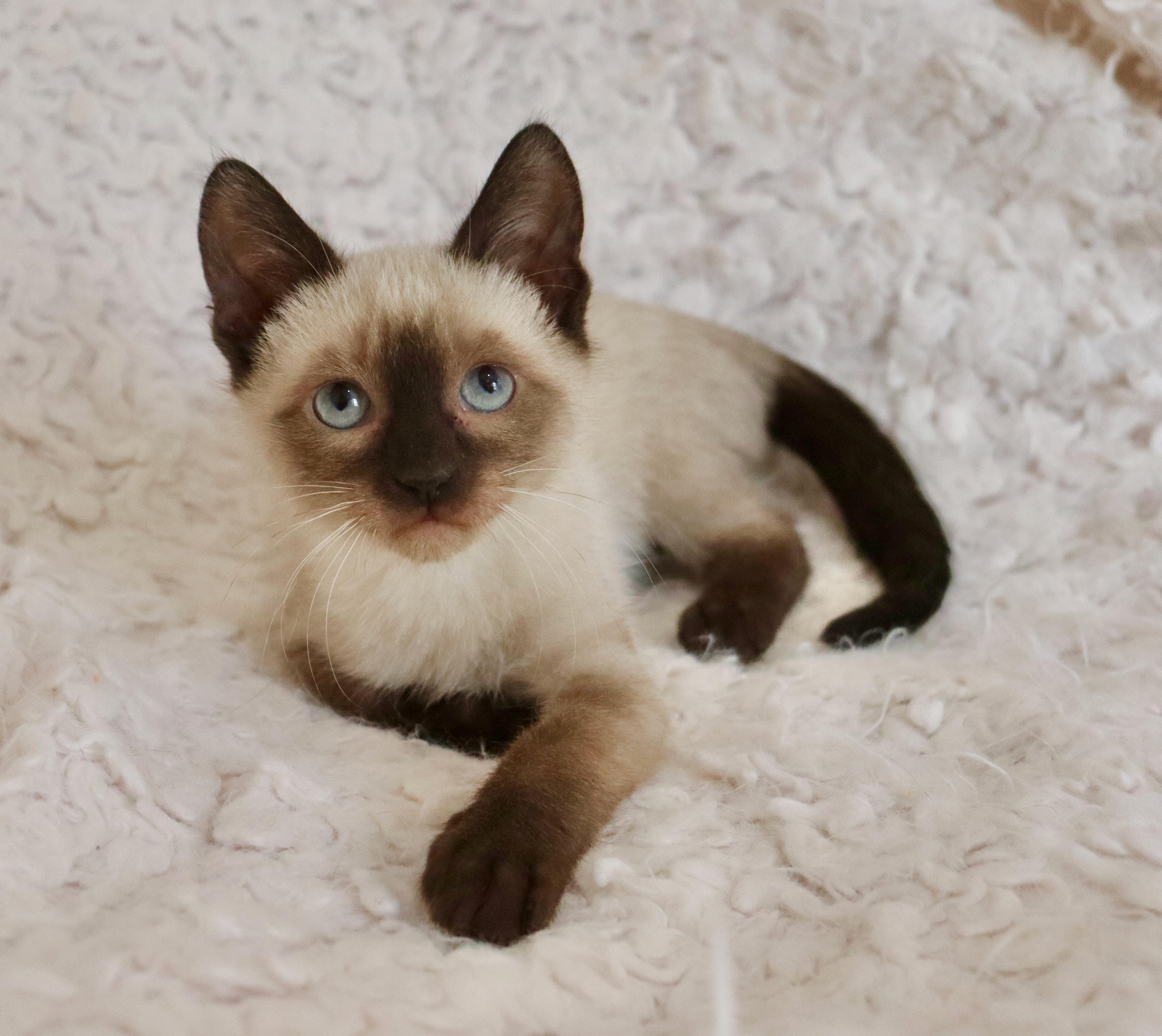 Enlarge Alana, an adopted mixed breed in Saint Augustine, FL image 4/6