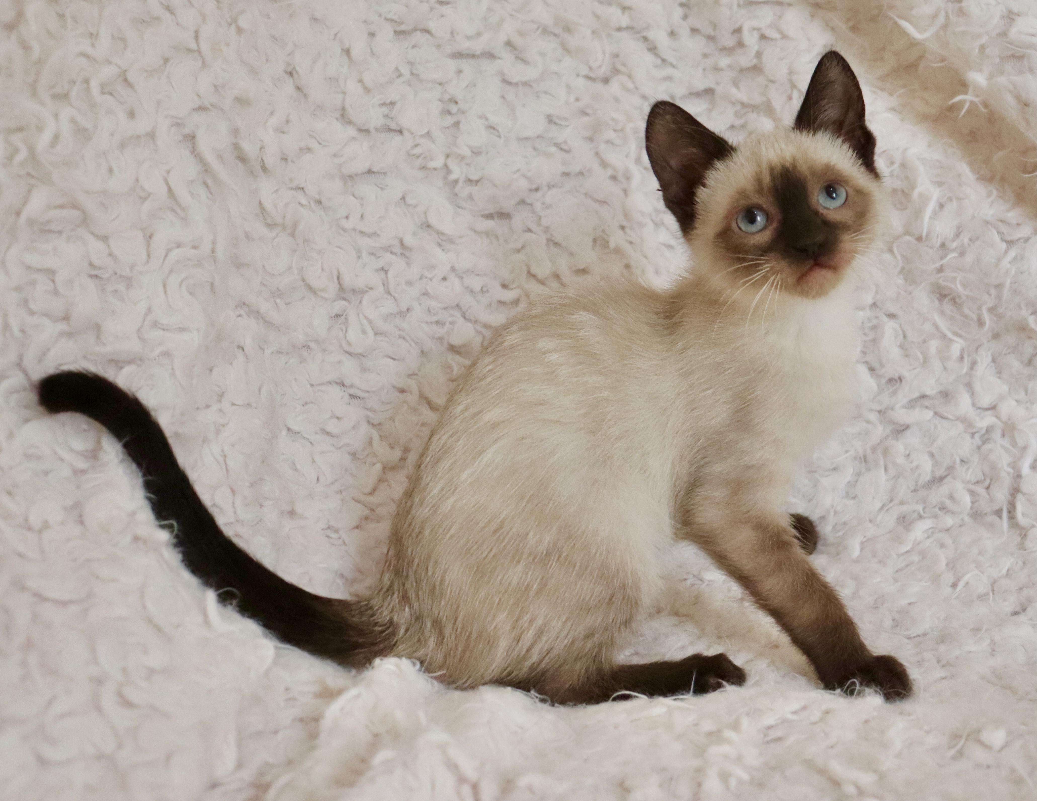 Enlarge Alana, an adopted mixed breed in Saint Augustine, FL image 5/6