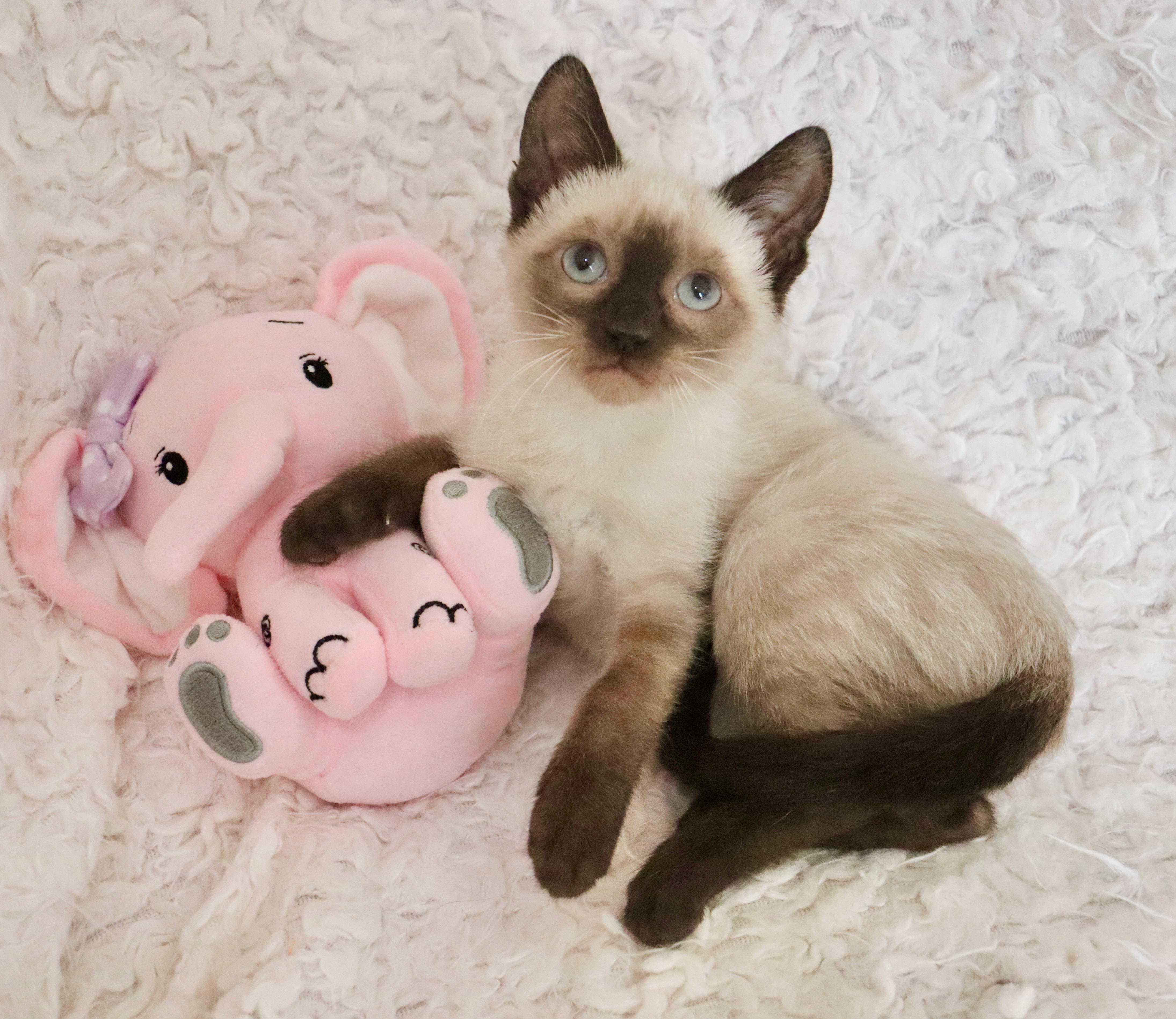 Alana, adopted, Kitten Female Siamese.