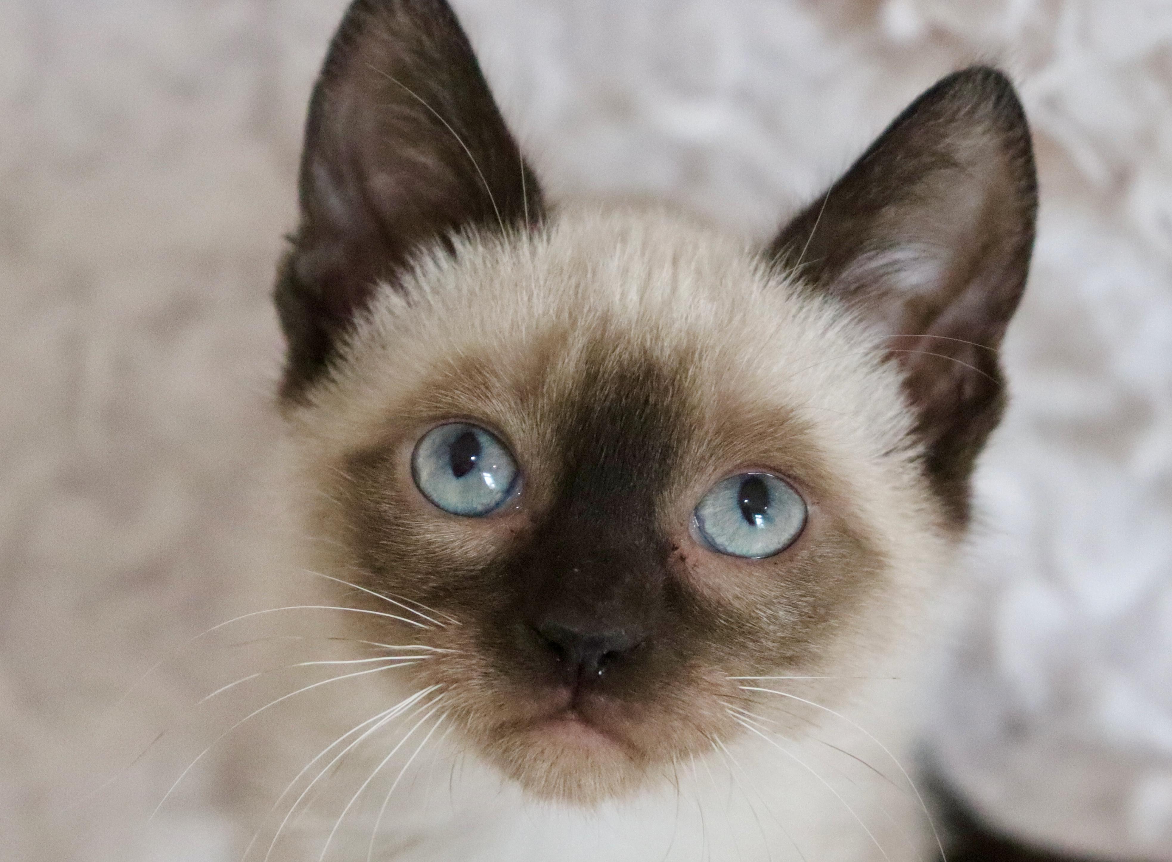 Enlarge Alana, an adopted mixed breed in Saint Augustine, FL image 2/6