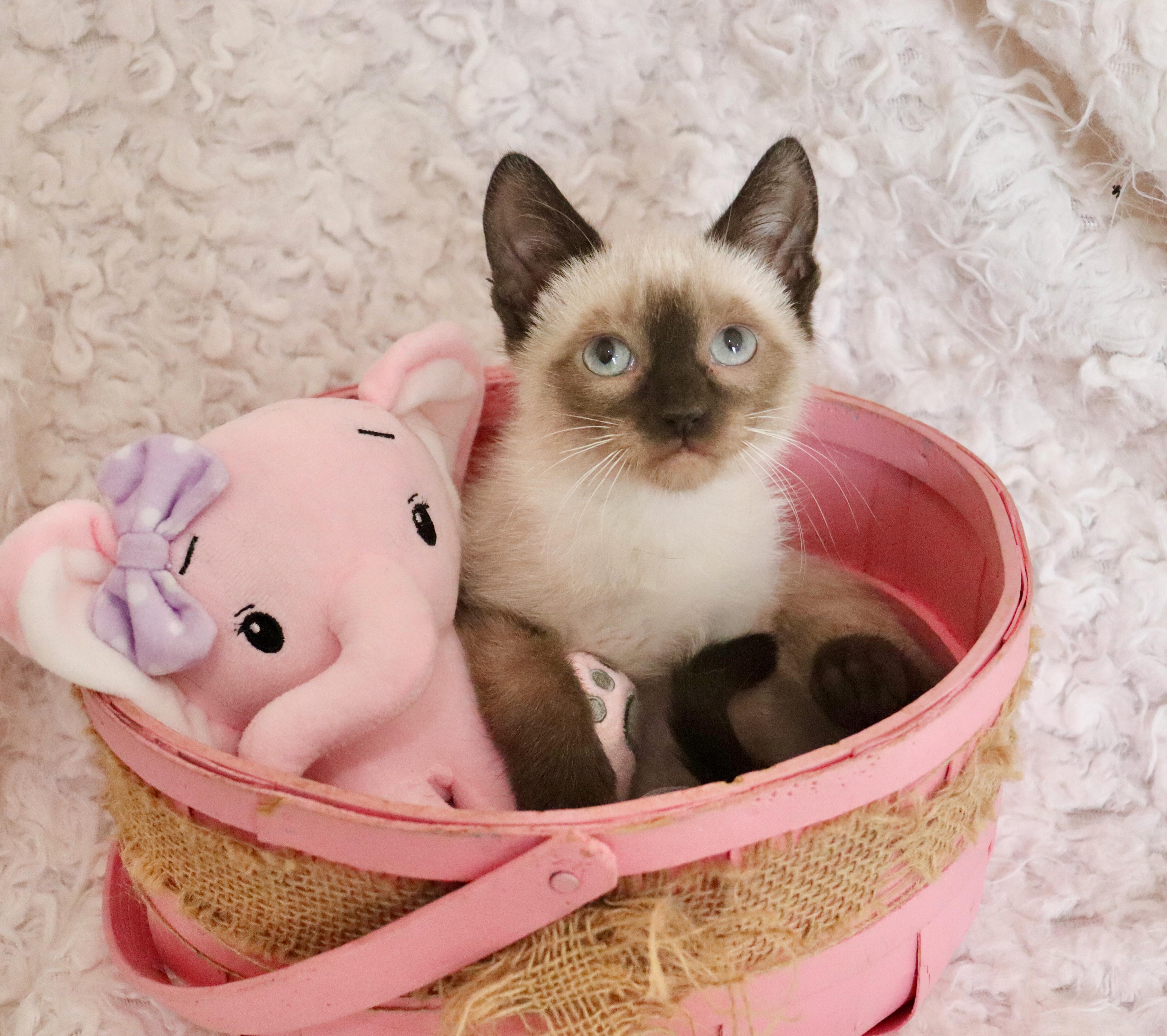 Enlarge Alana, an adopted mixed breed in Saint Augustine, FL image 3/6