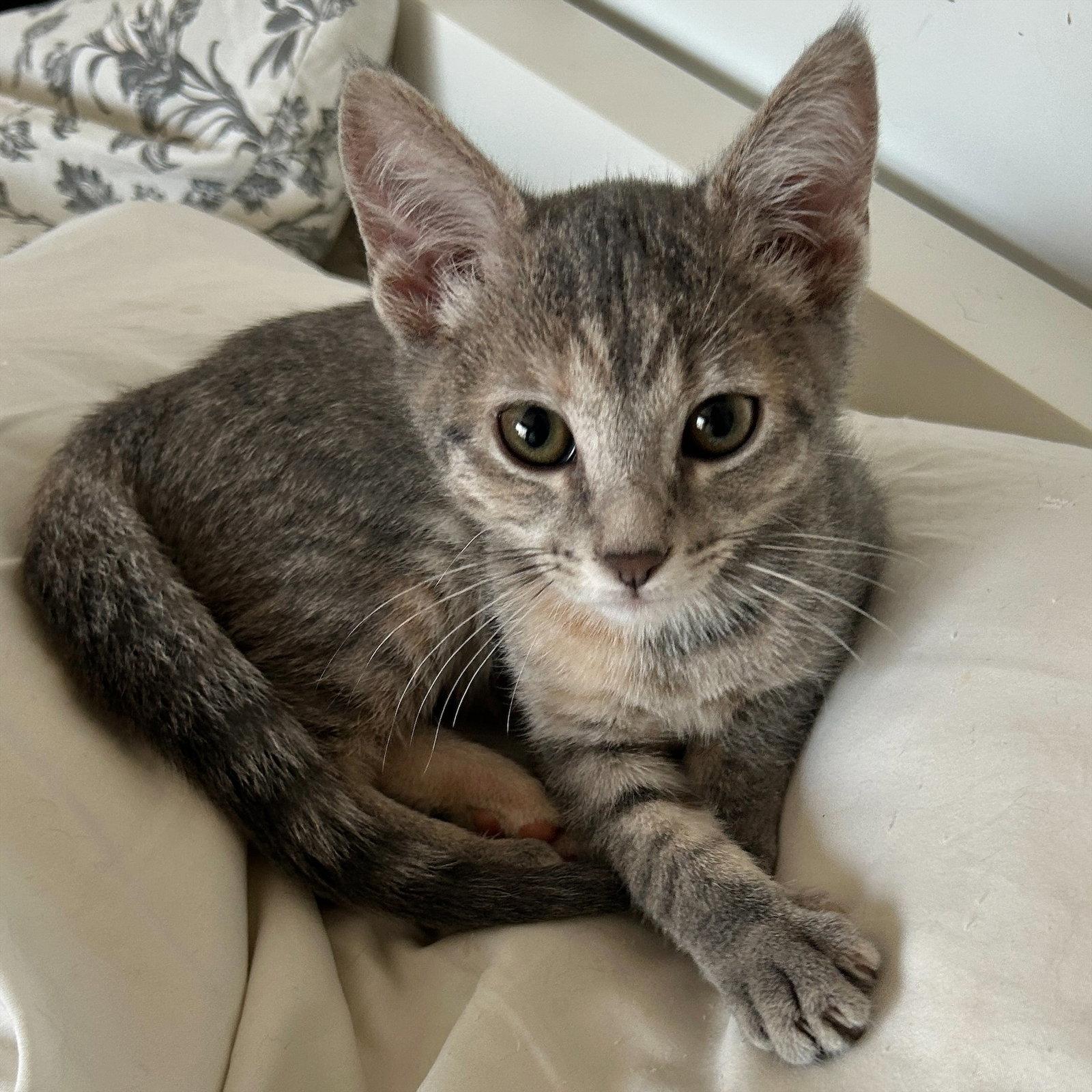 Flora, Adoptable, Kitten Female Domestic Short Hair.