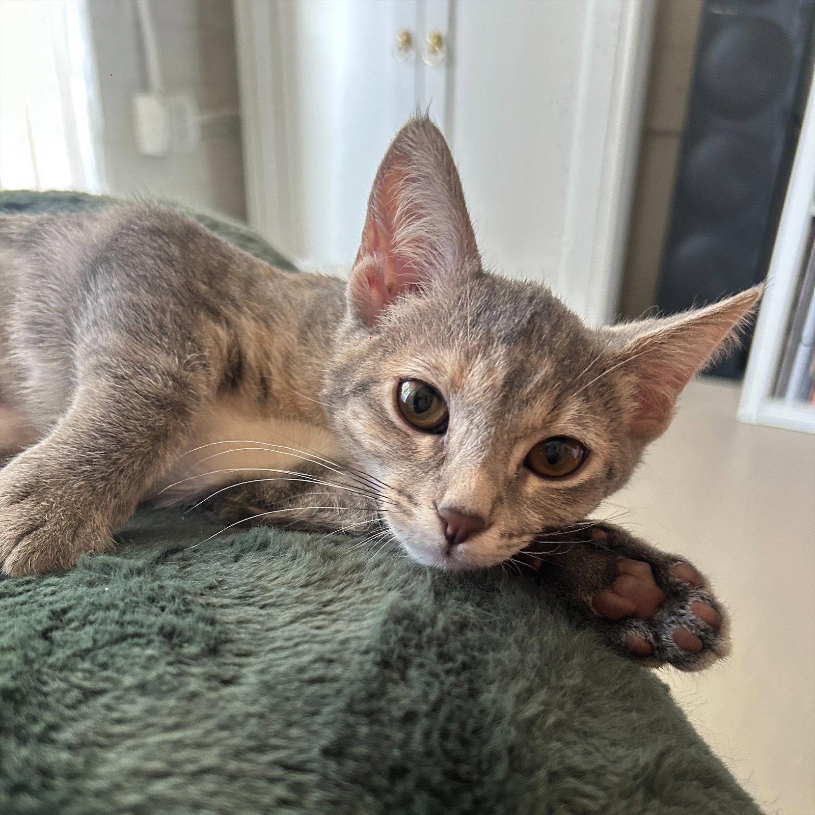 Flora, a Adoptable Domestic Short Hair in Phoenix, AZ image 2/3