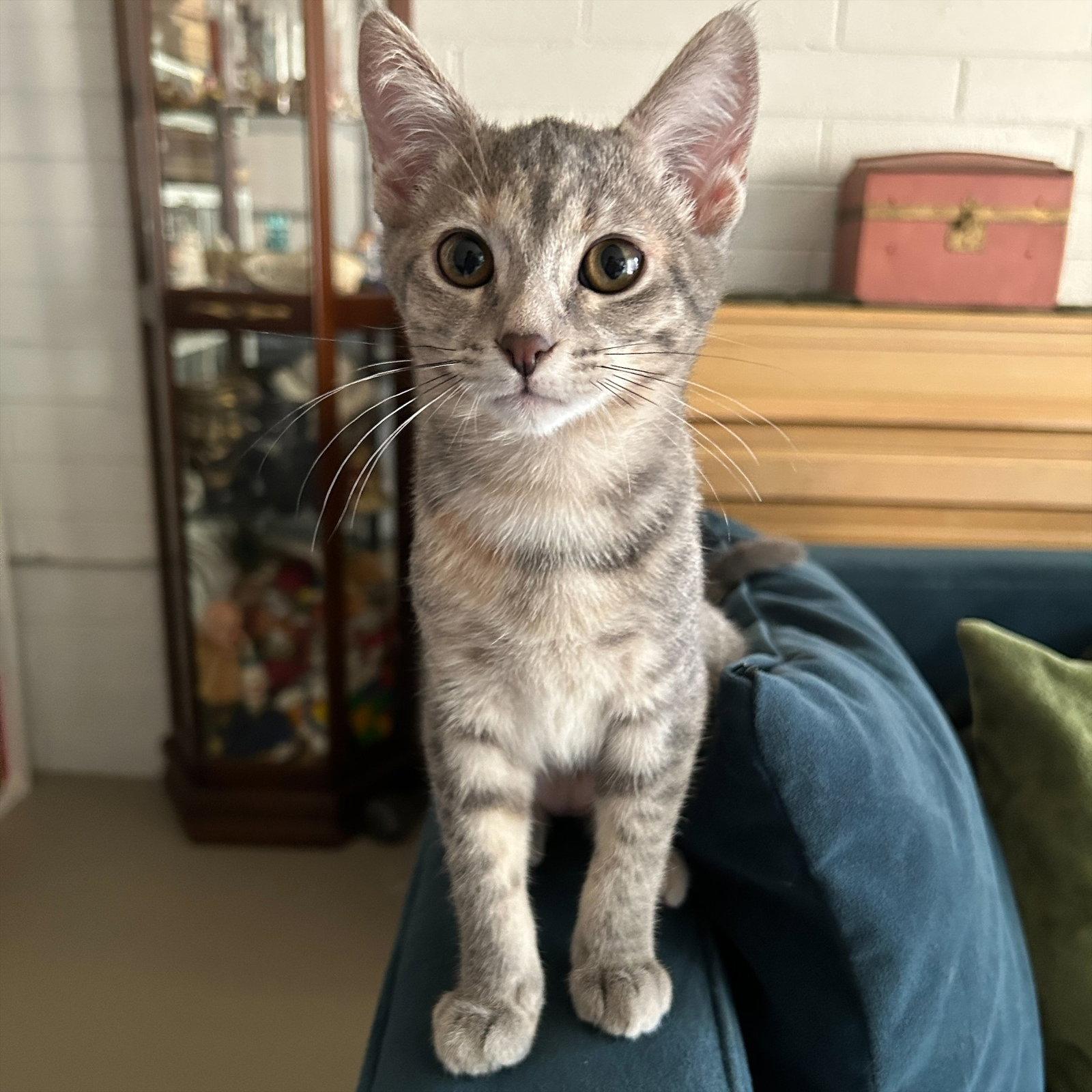 Flora, a Adoptable Domestic Short Hair in Phoenix, AZ image 3/3