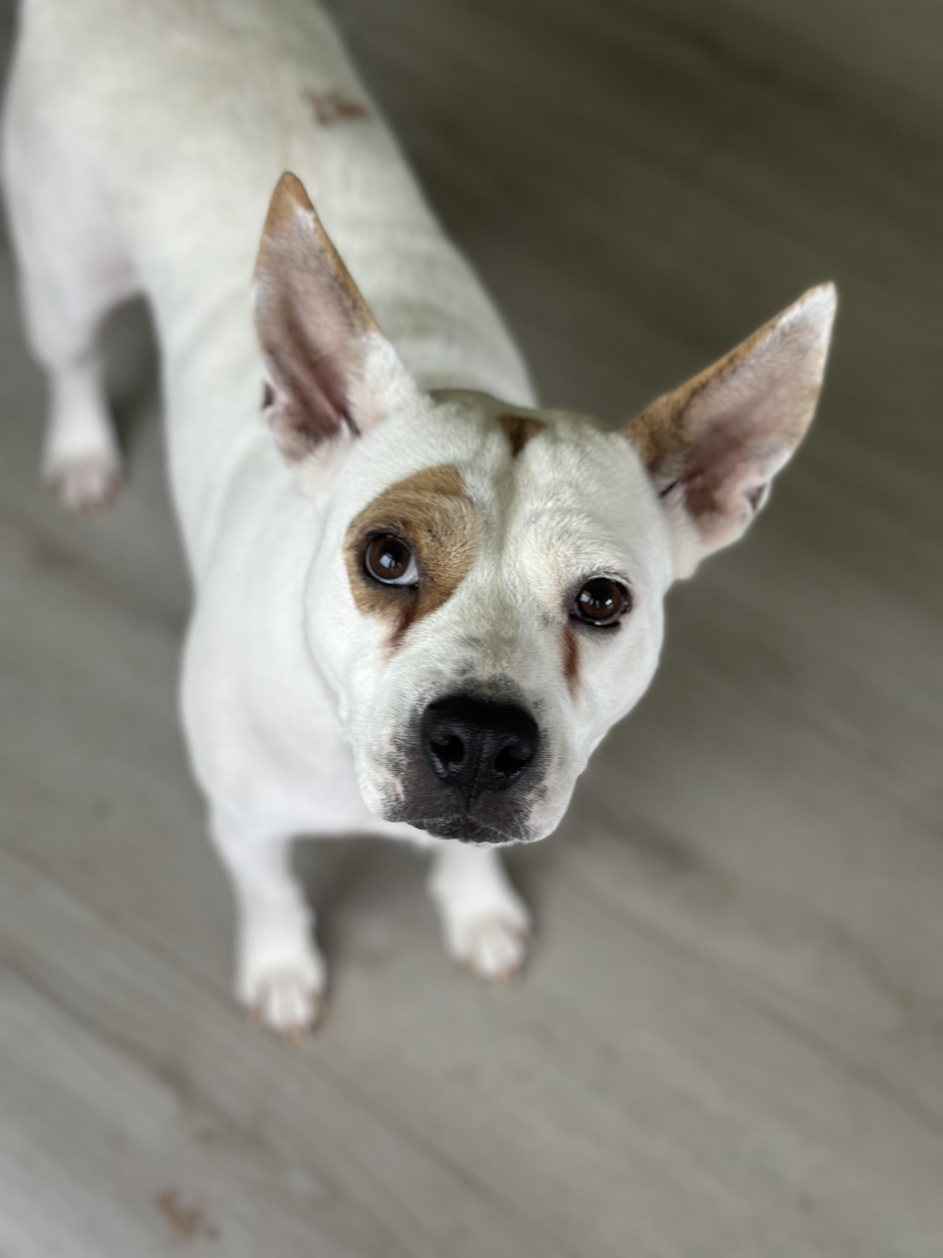 Charlotte Carolina Dog Dog