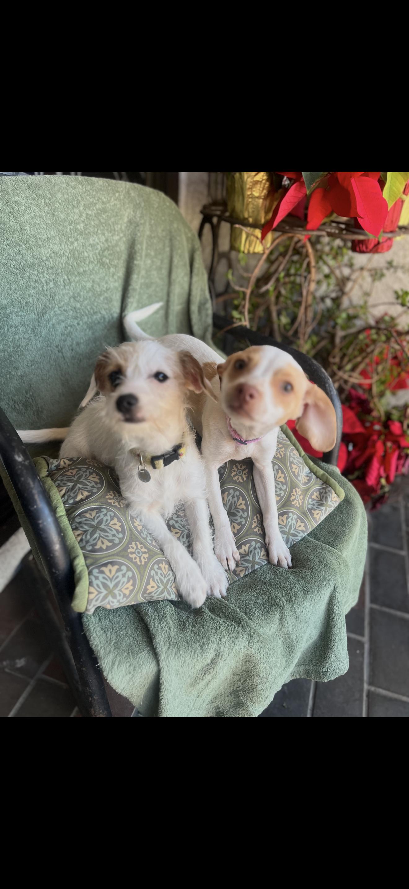 Daisy and Lulu The Bonded Pair , ADOPTABLE, Adult Female Chihuahua & Terrier.
