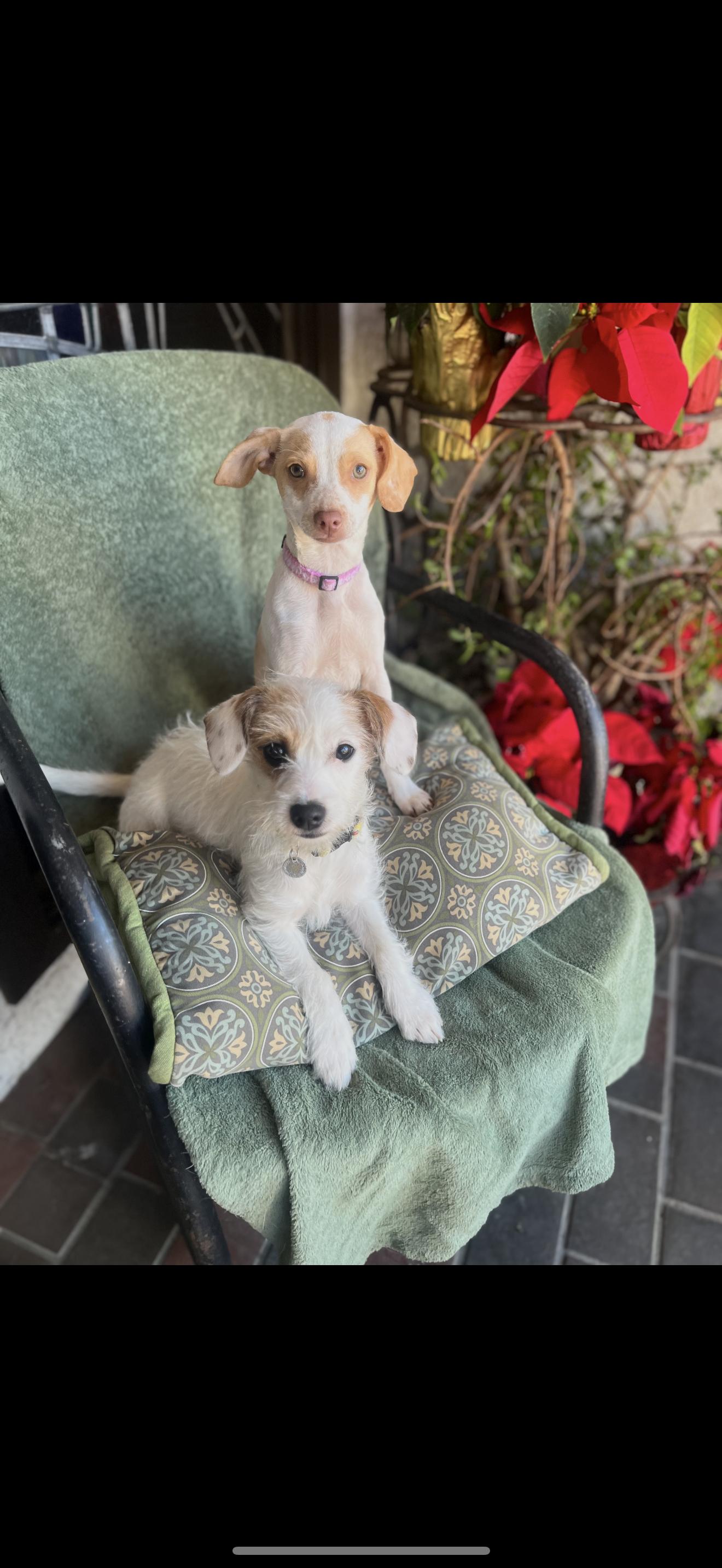 Daisy and Lulu The Bonded Pair , a ADOPTABLE mixed breed in Rancho Cucamonga , CA image 2/5