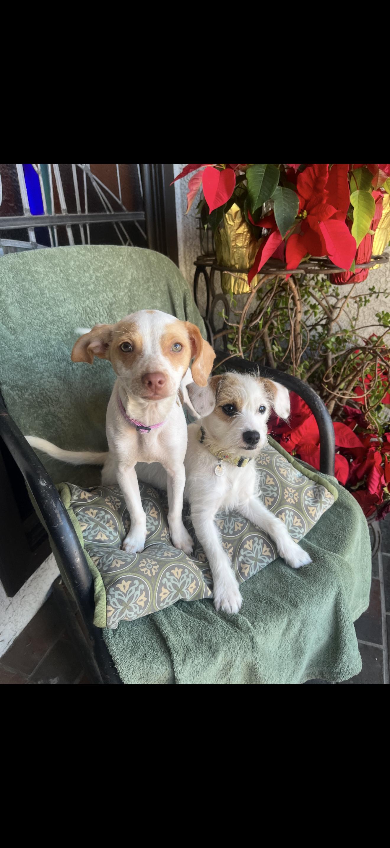 Daisy and Lulu The Bonded Pair , ADOPTABLE, Adult Female Chihuahua & Terrier.