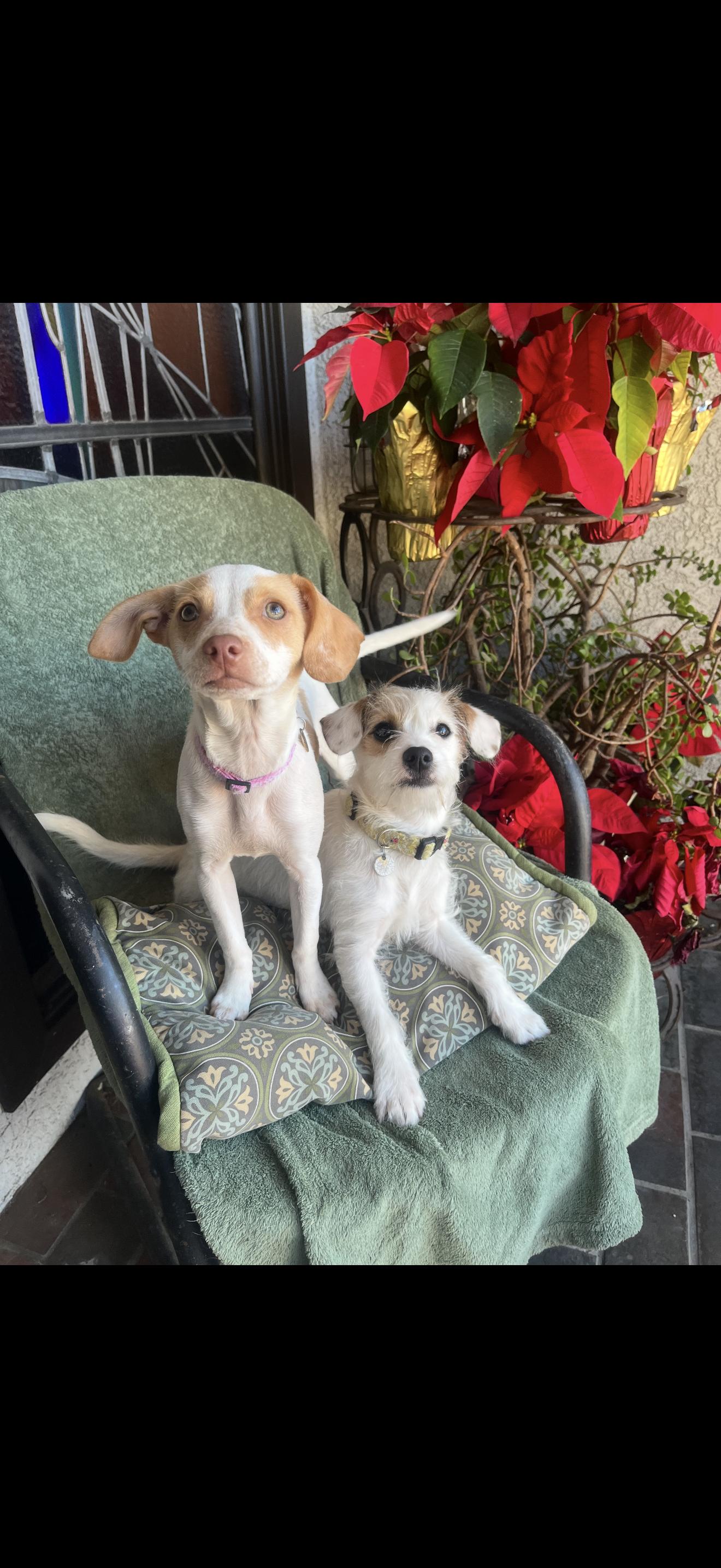 Daisy and Lulu The Bonded Pair , a ADOPTABLE mixed breed in Rancho Cucamonga , CA image 4/5