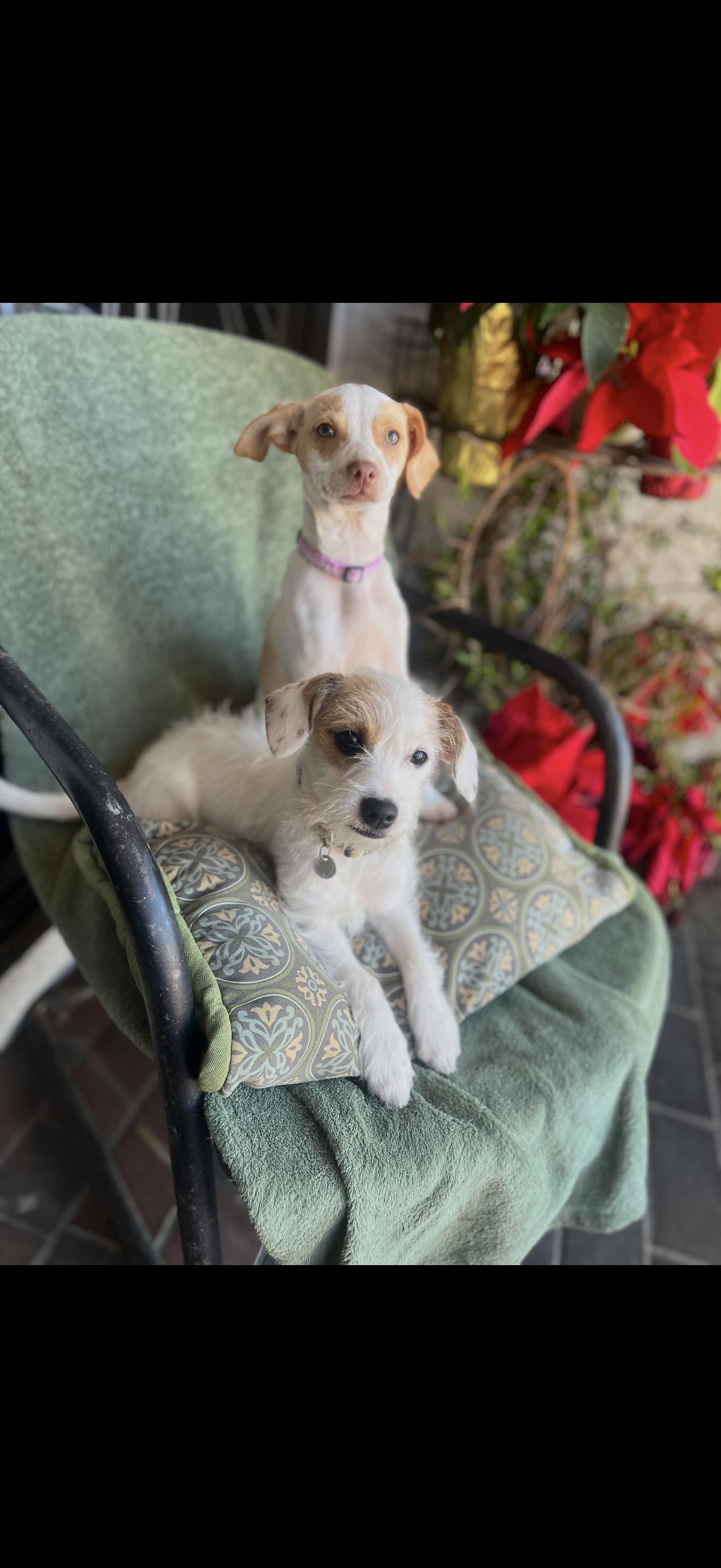 Daisy and Lulu The Bonded Pair , a ADOPTABLE mixed breed in Rancho Cucamonga , CA image 5/5