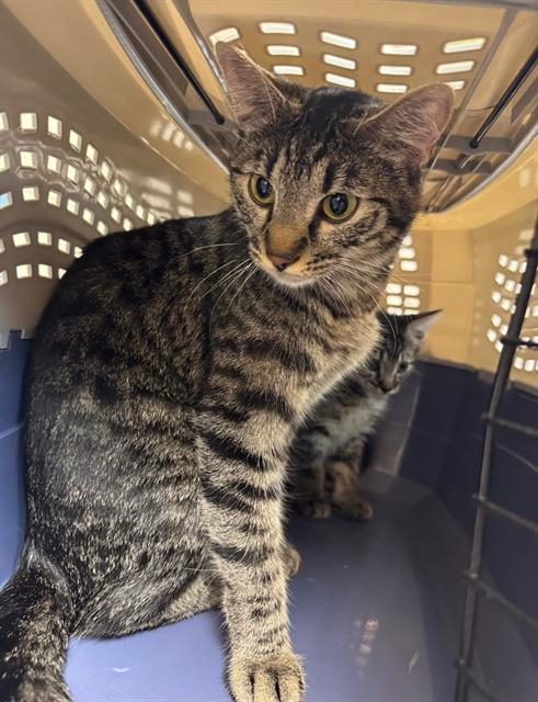 Enlarge MAEVIS, a Adoptable Domestic Short Hair in Ogden, UT image 1/1