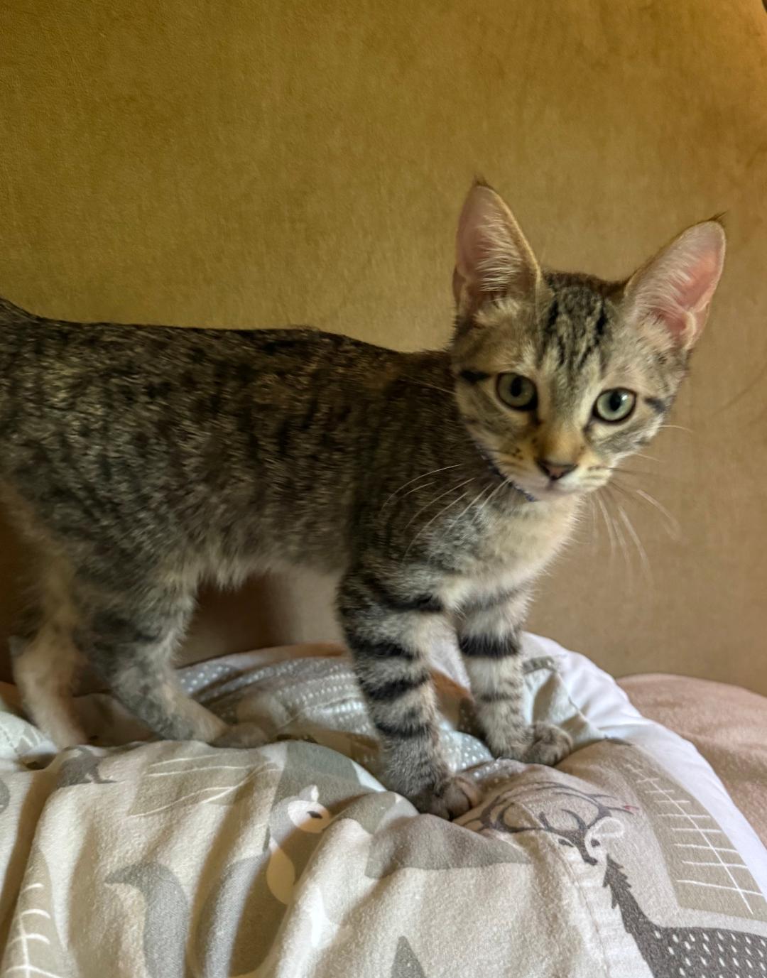 Rumaki, Baby Female Tabby