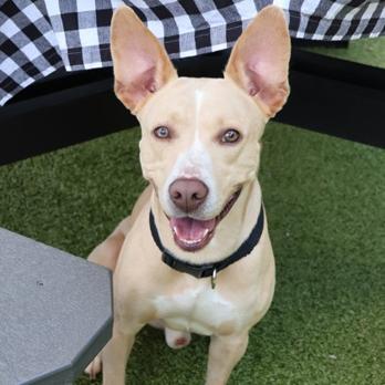 CT Towne avail Aug 15 (Stafford Farmers Mkt- Stafford, CT), a Adoptable mixed breed in Stormville, NY image 2/6