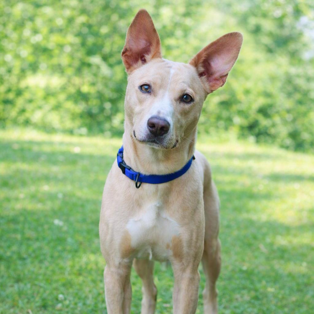 CT Towne avail Aug 15 (Stafford Farmers Mkt- Stafford, CT), a Adoptable mixed breed in Stormville, NY image 3/6