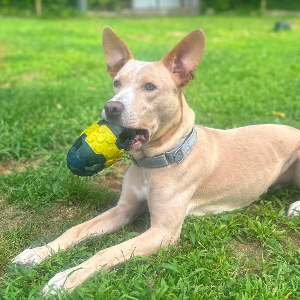 CT Towne avail Aug 15 (Stafford Farmers Mkt- Stafford, CT), a Adoptable mixed breed in Stormville, NY image 4/6